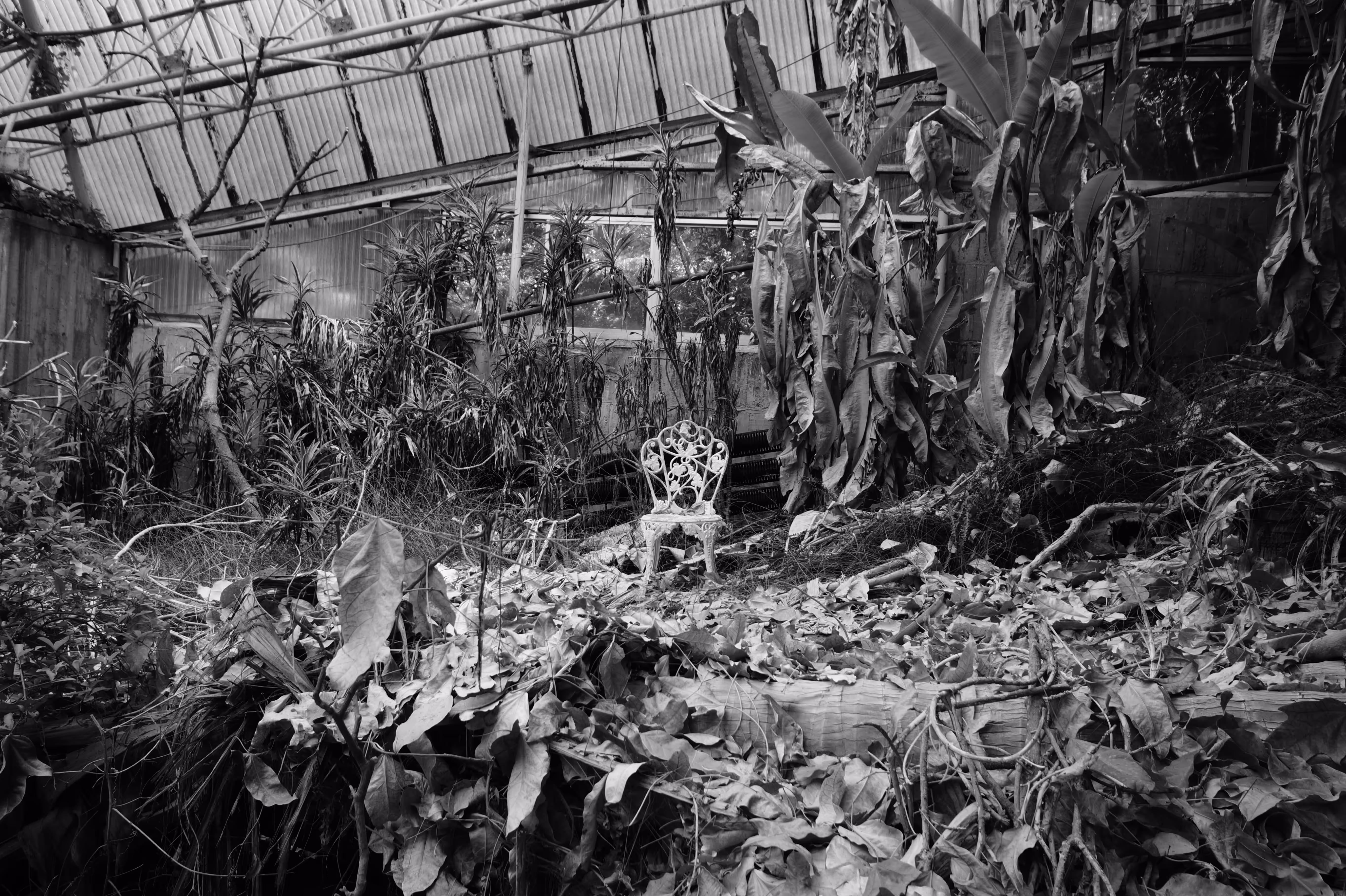 Jungle
