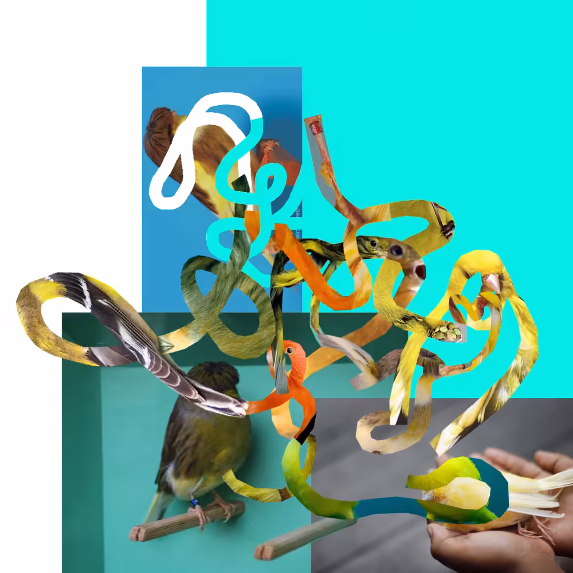 Birds