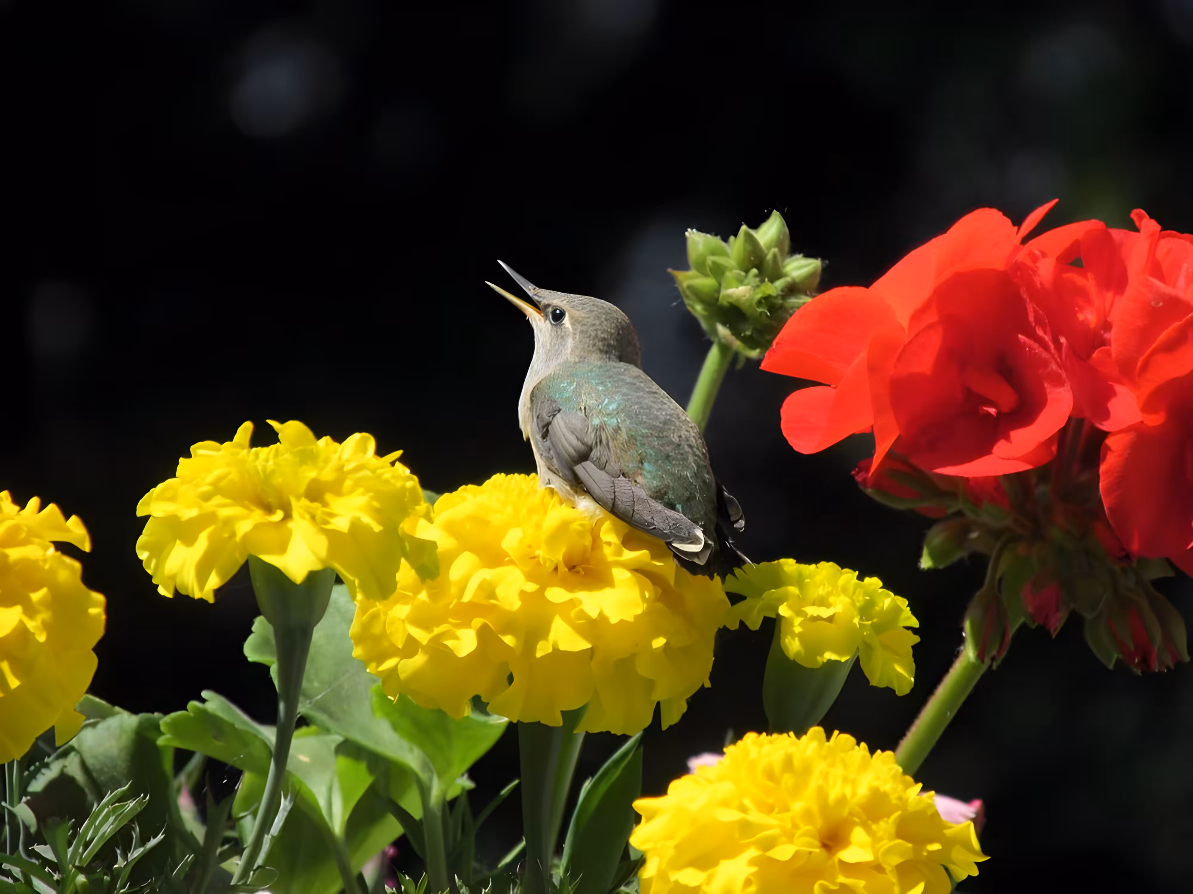 Baby Hummingbird