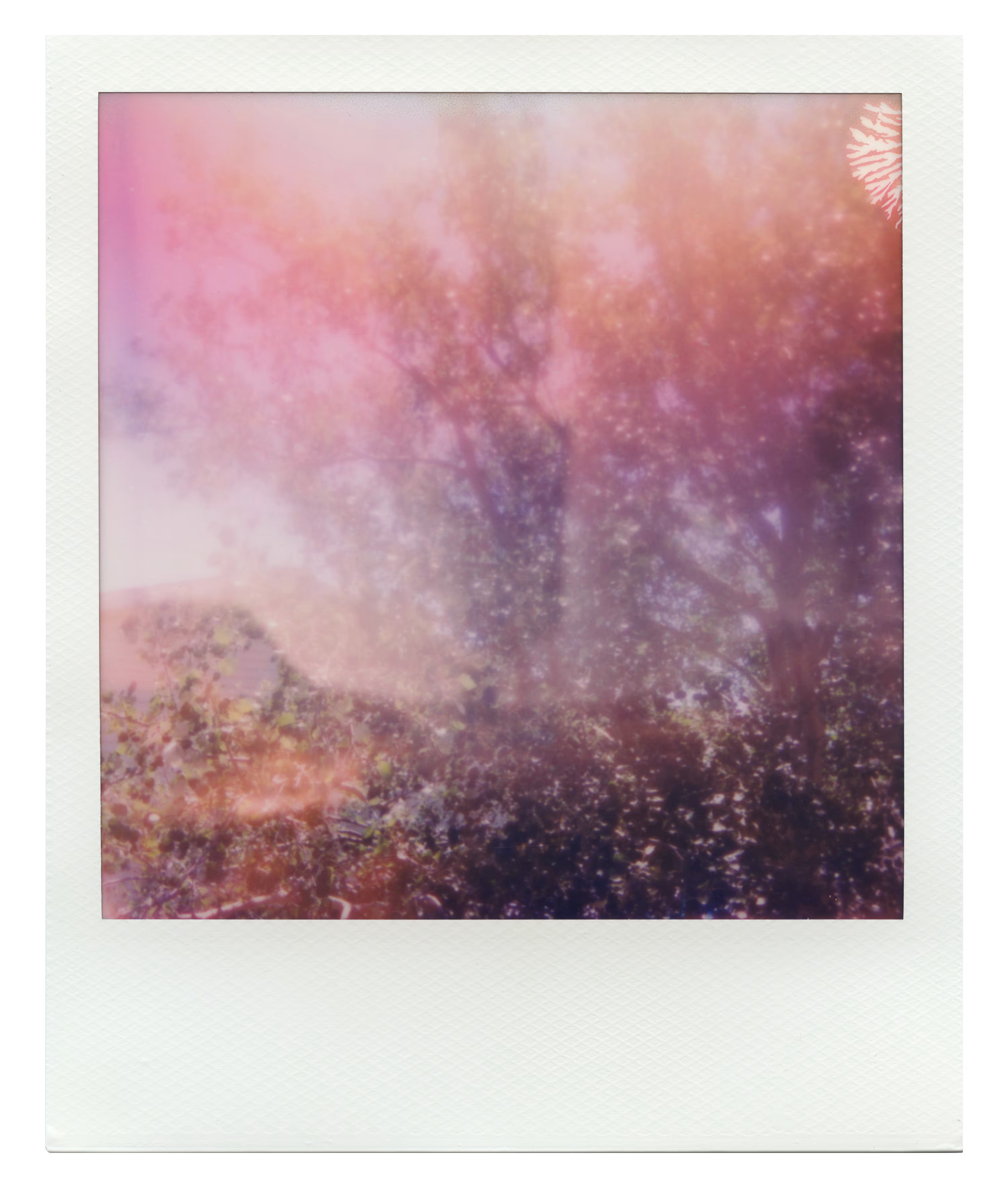 Endless Summer  |  29  | Manifestation