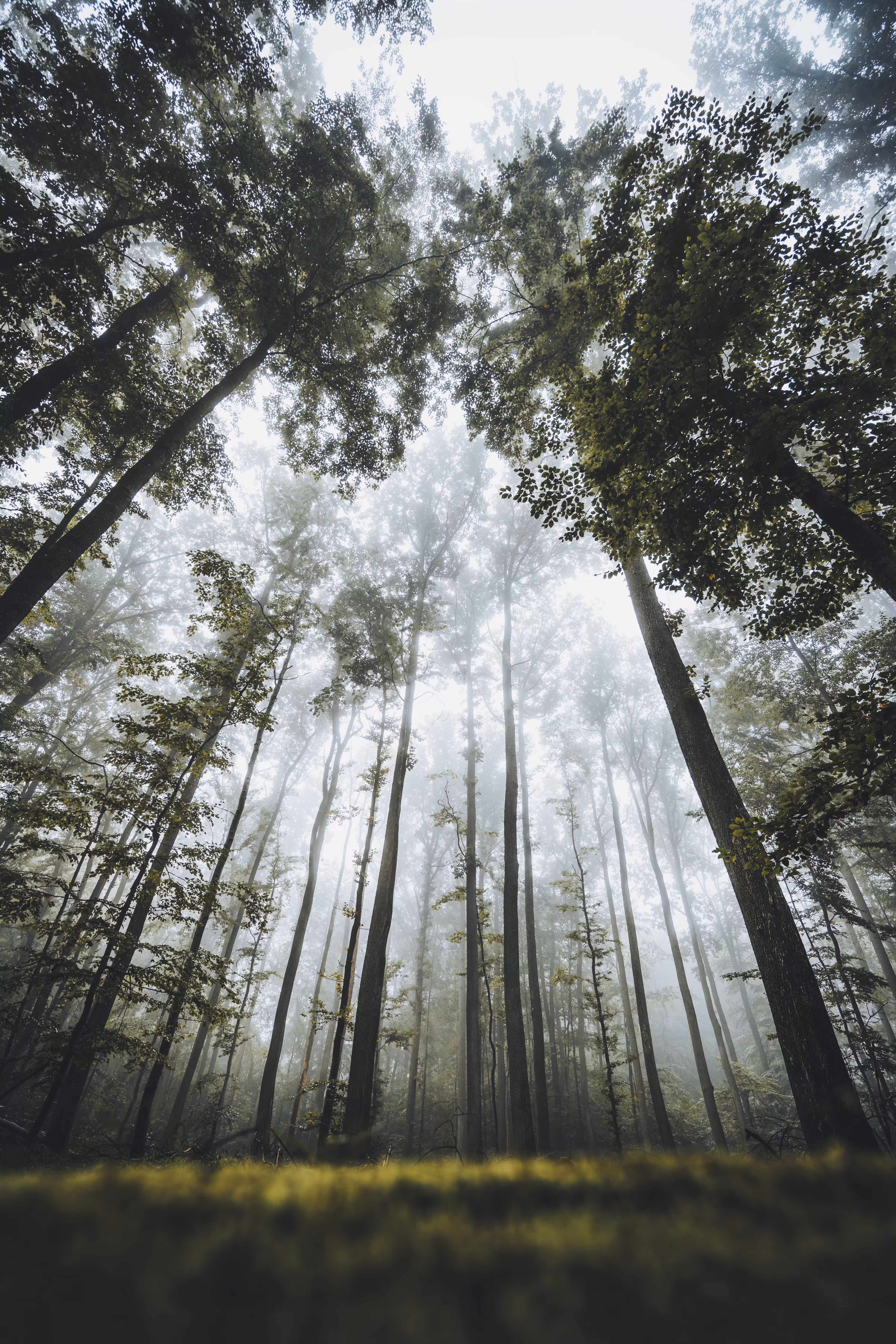 Among Giants