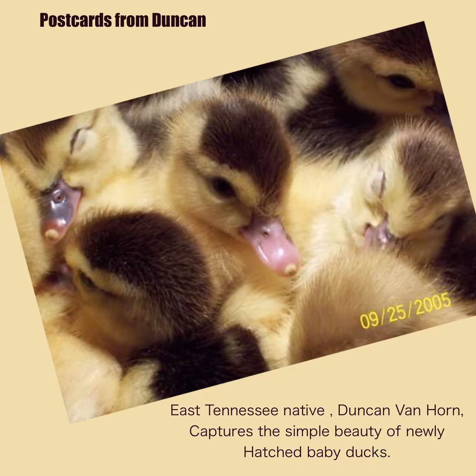Baby Ducks