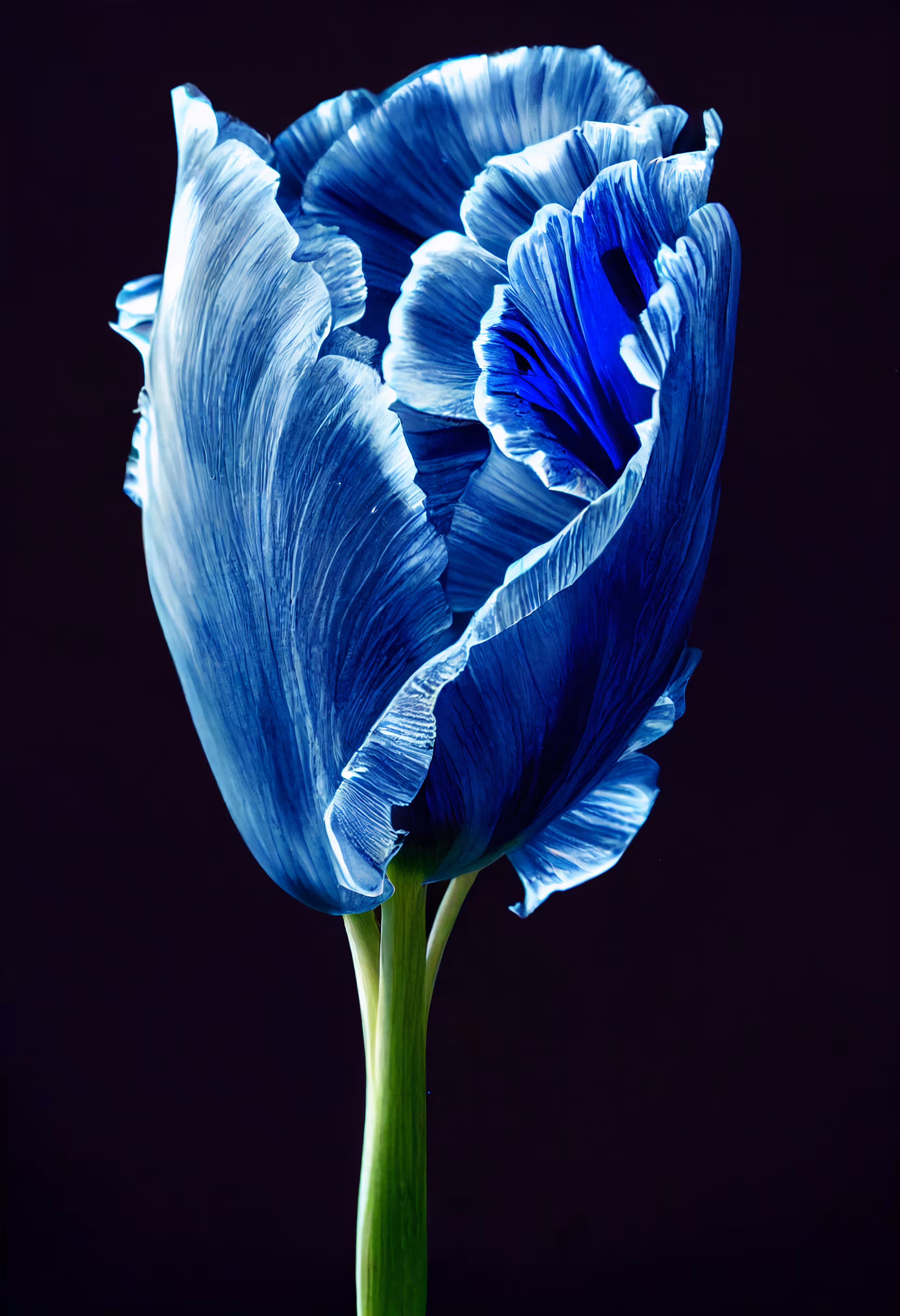 A Flower, Just For You. #153