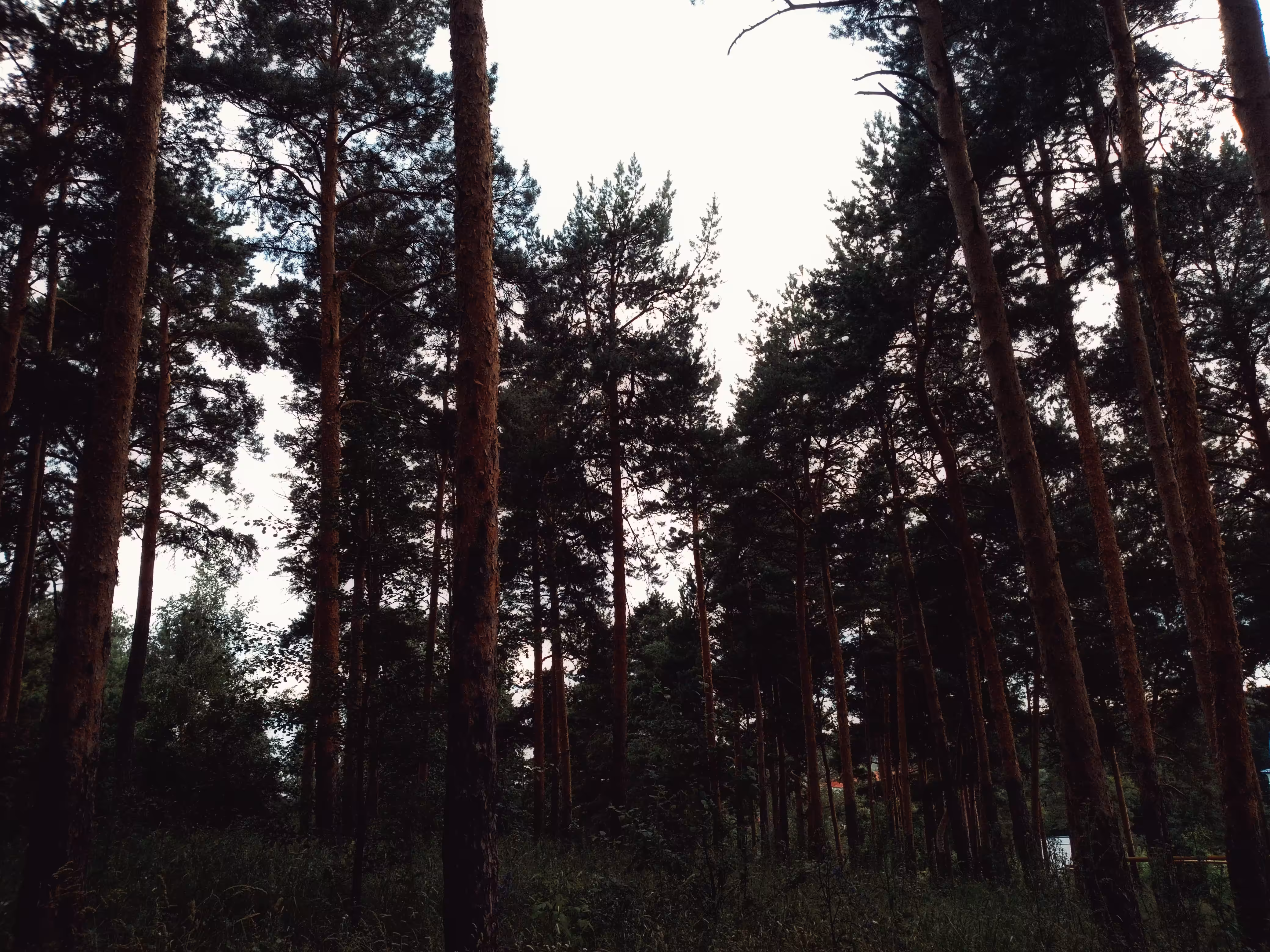Pine forest