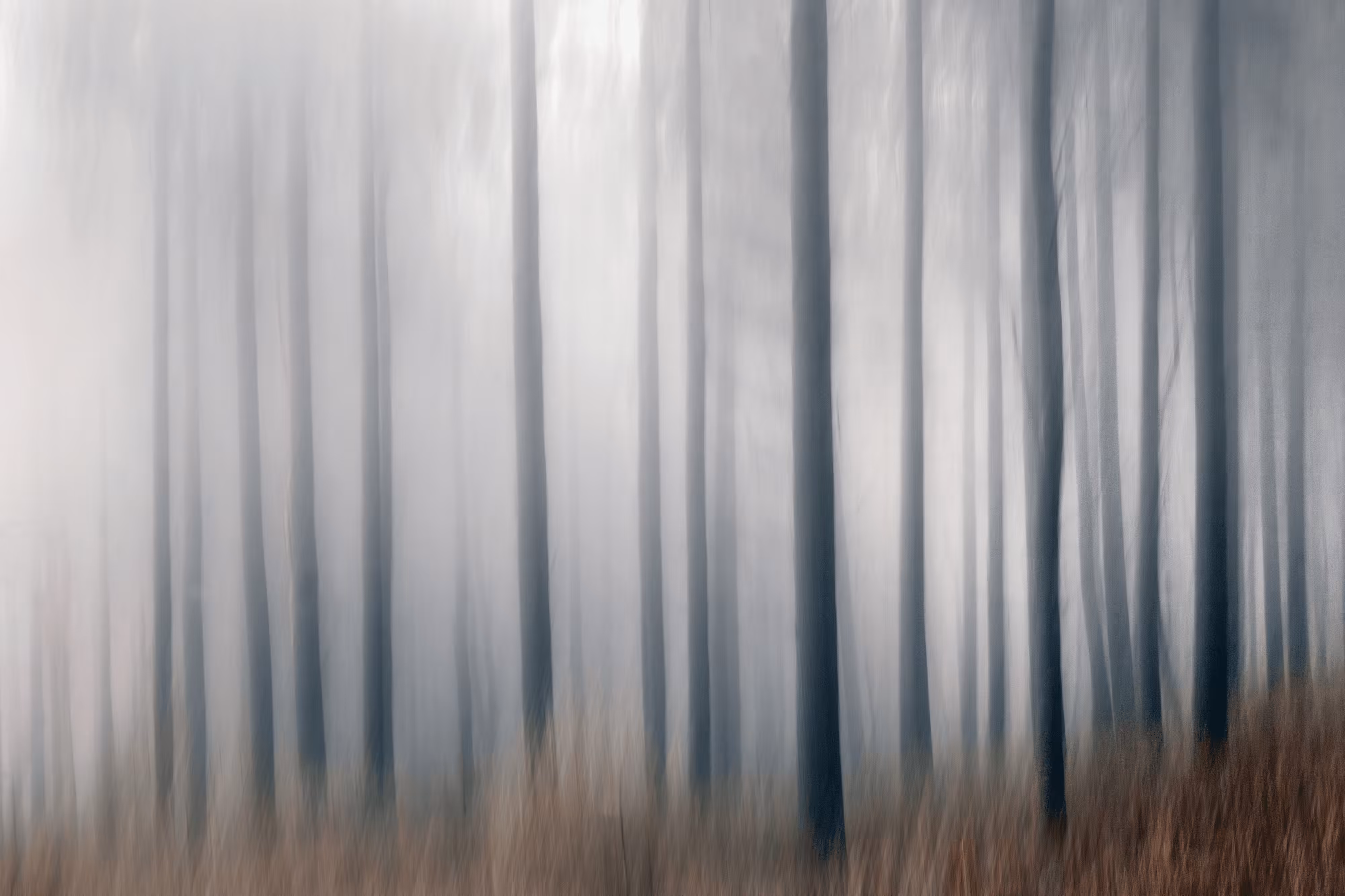Misty Autumn Woods