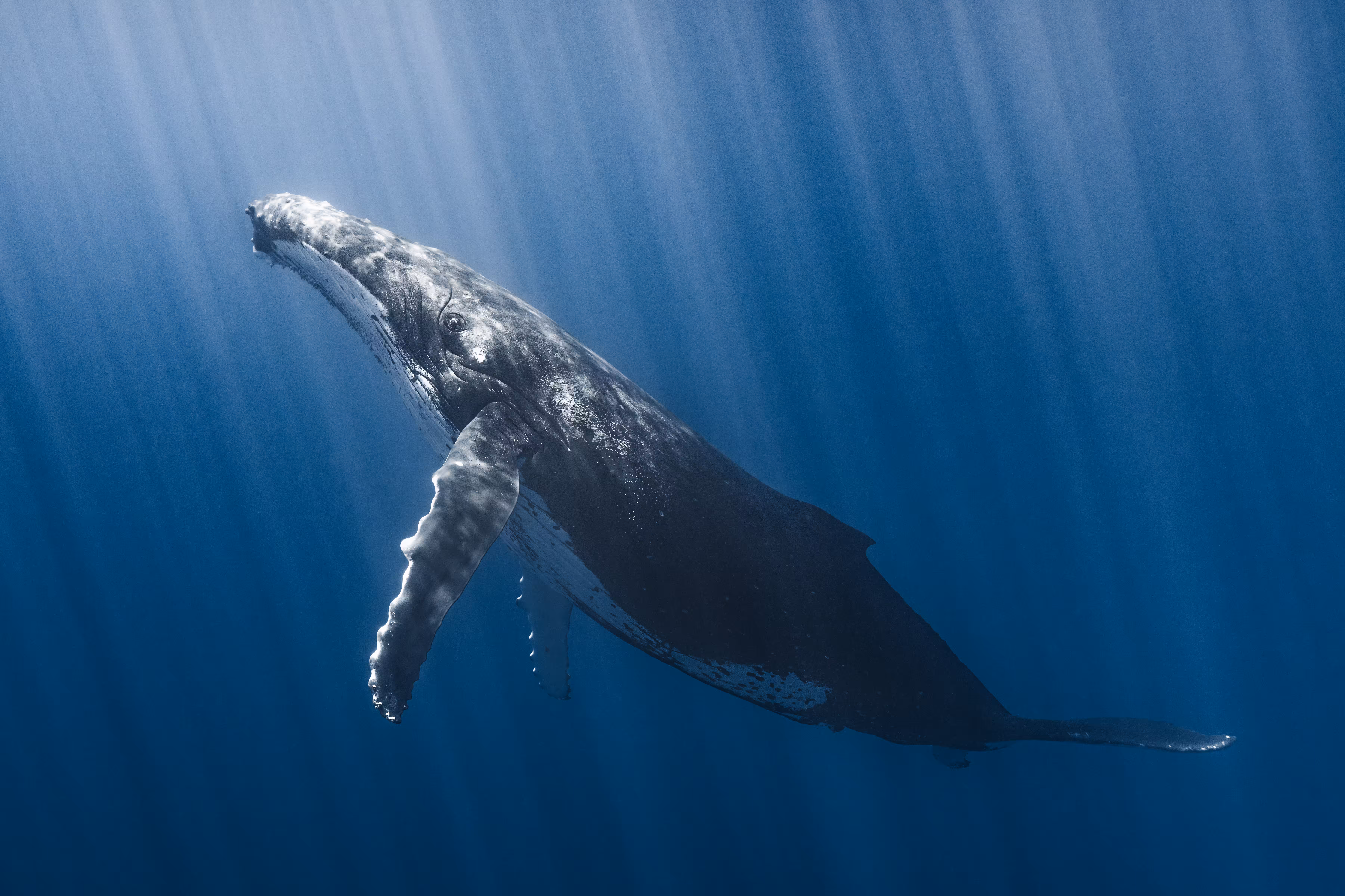 Ocean Queen