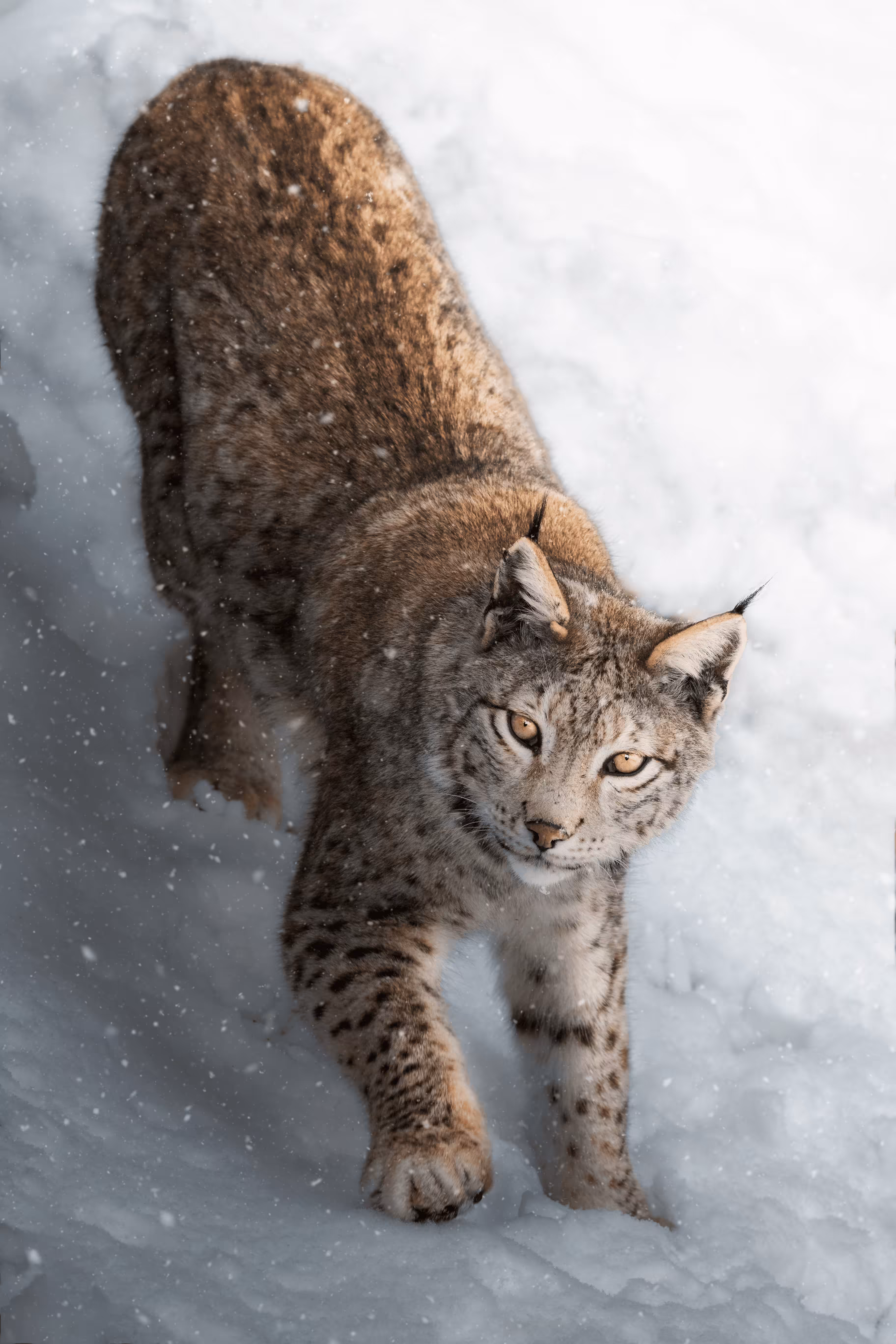 WILD PORTRAITS #2