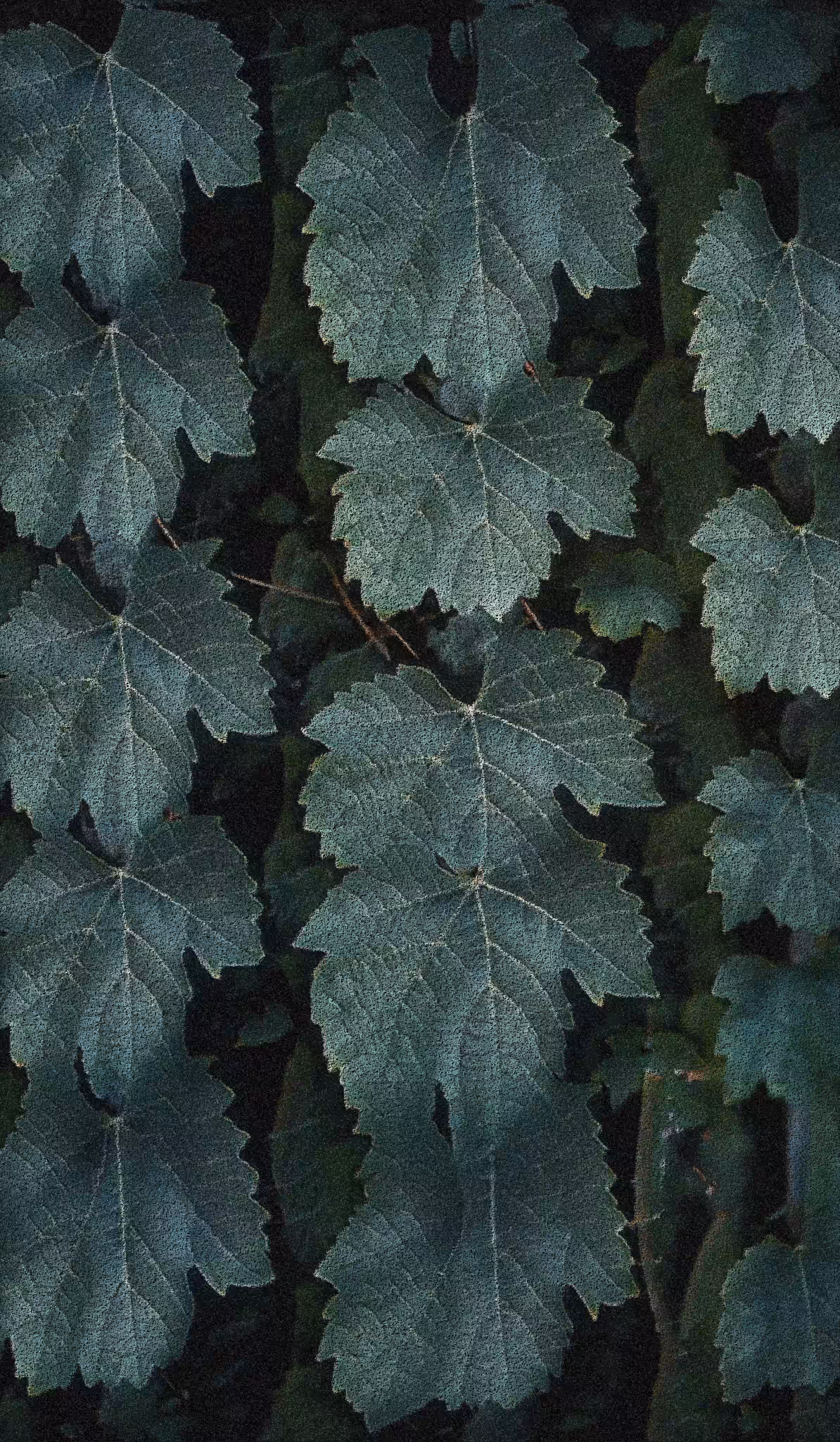 Apparatus Vitis #75