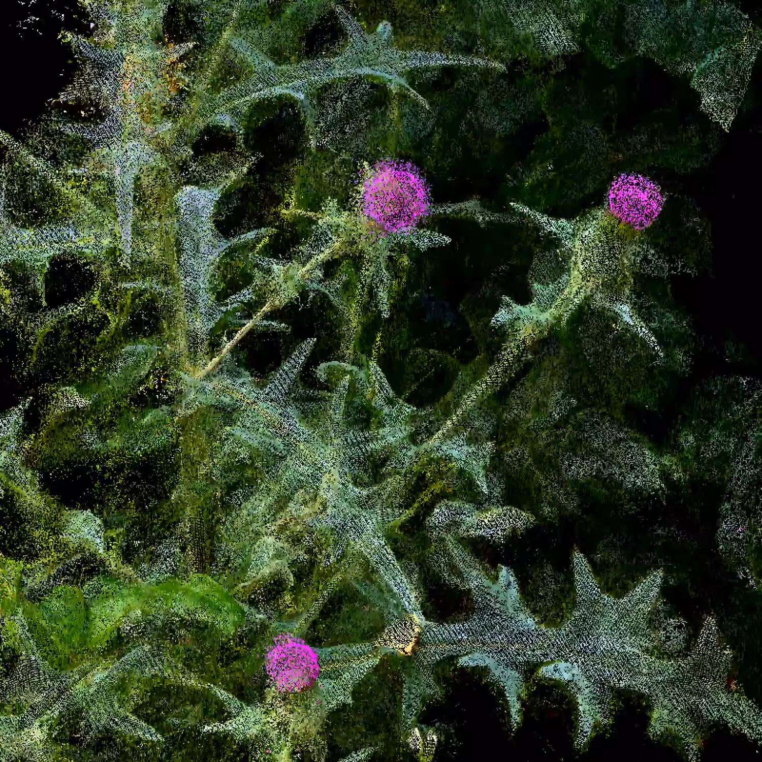Thistle [NFT version]