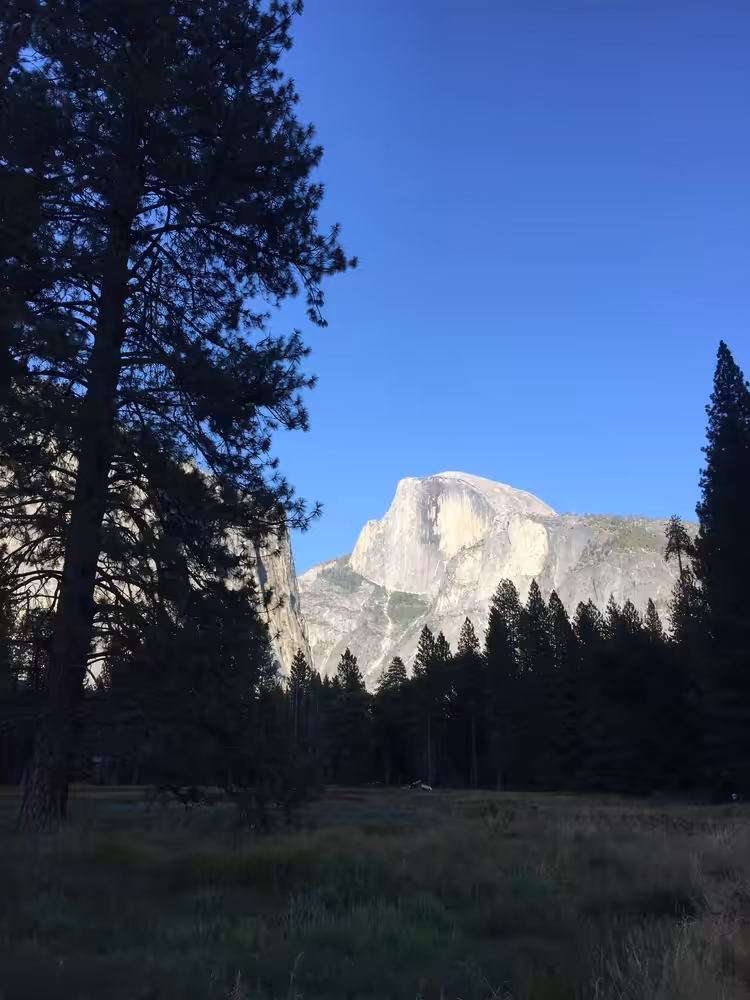 Through the Trees