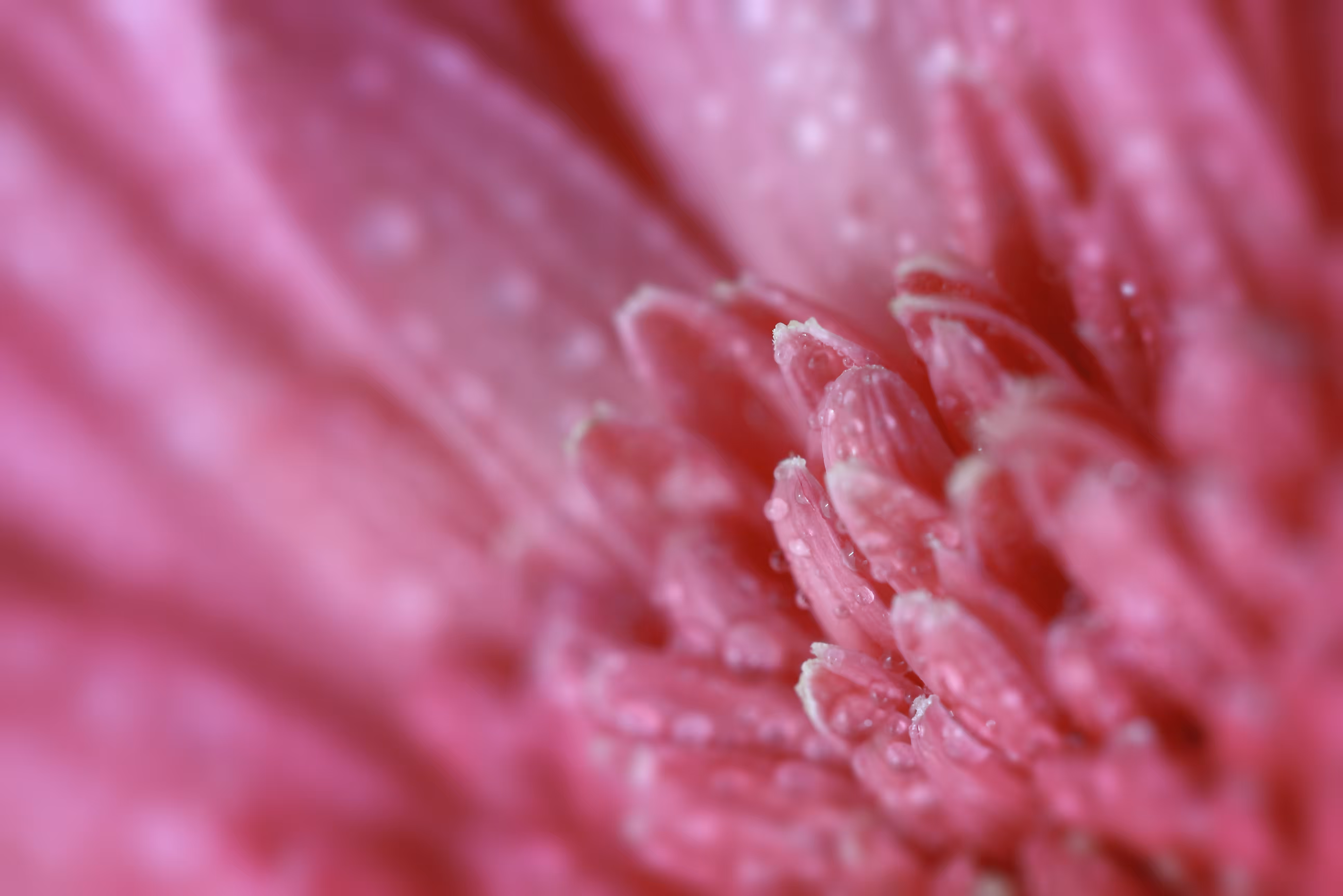 Flora 4