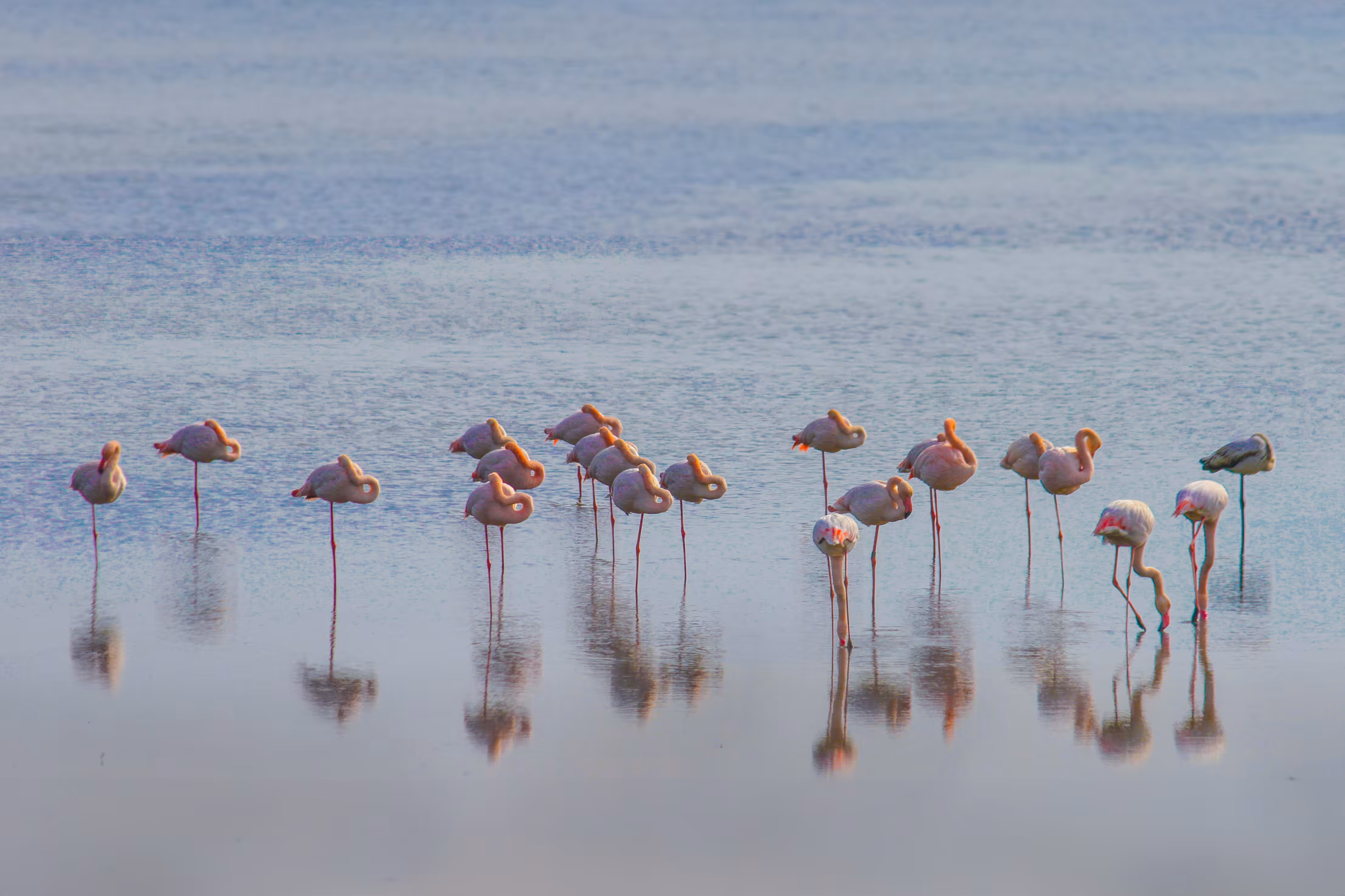 Pink Flamingos in Tranquil Waters
