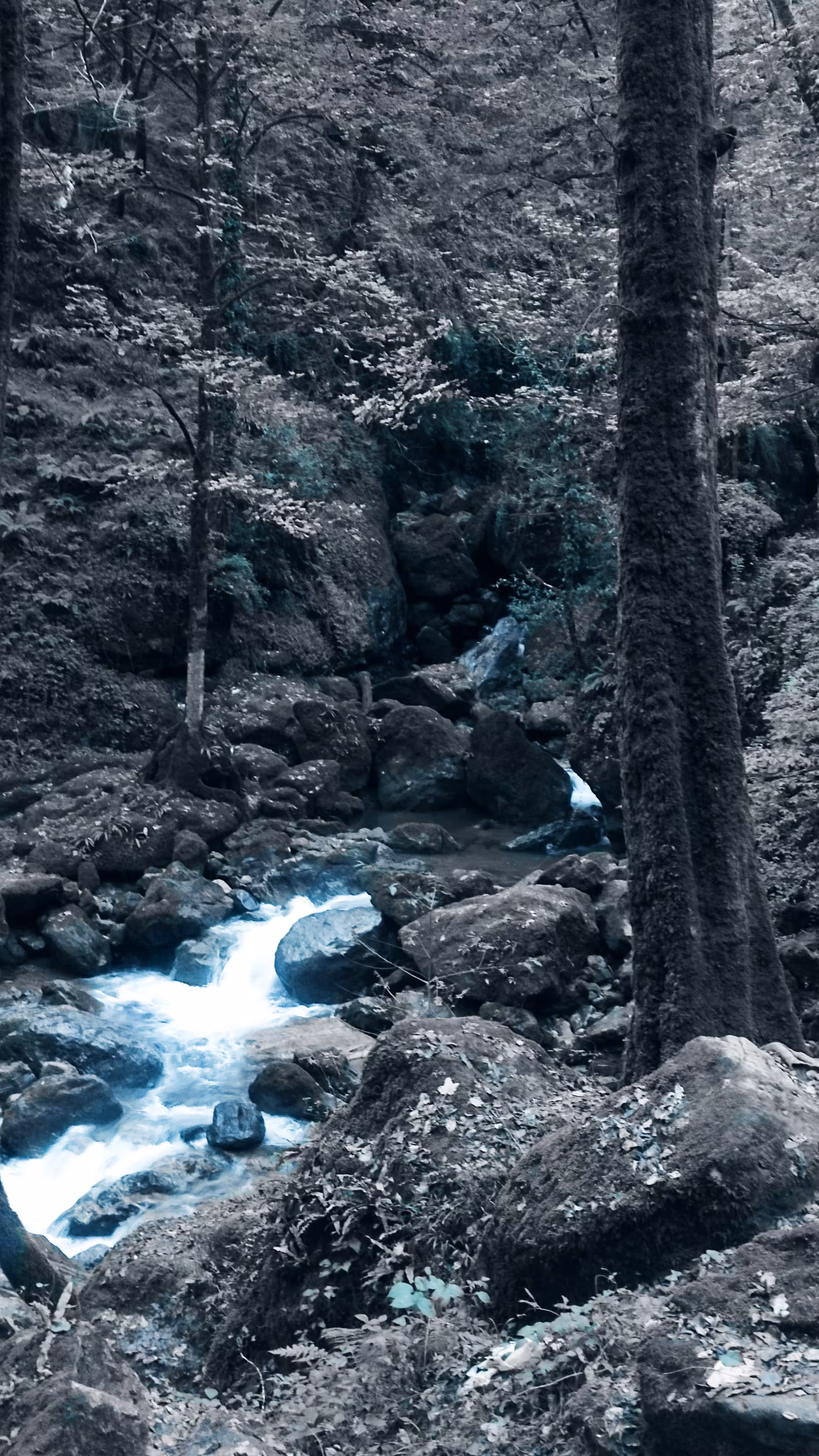The Flow of Life