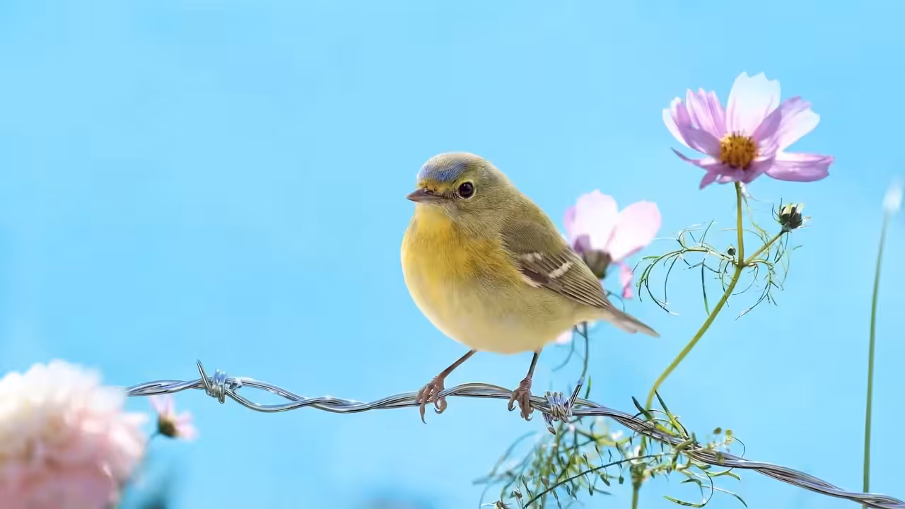 Birds Observations: bobby, Caroline's Meadow