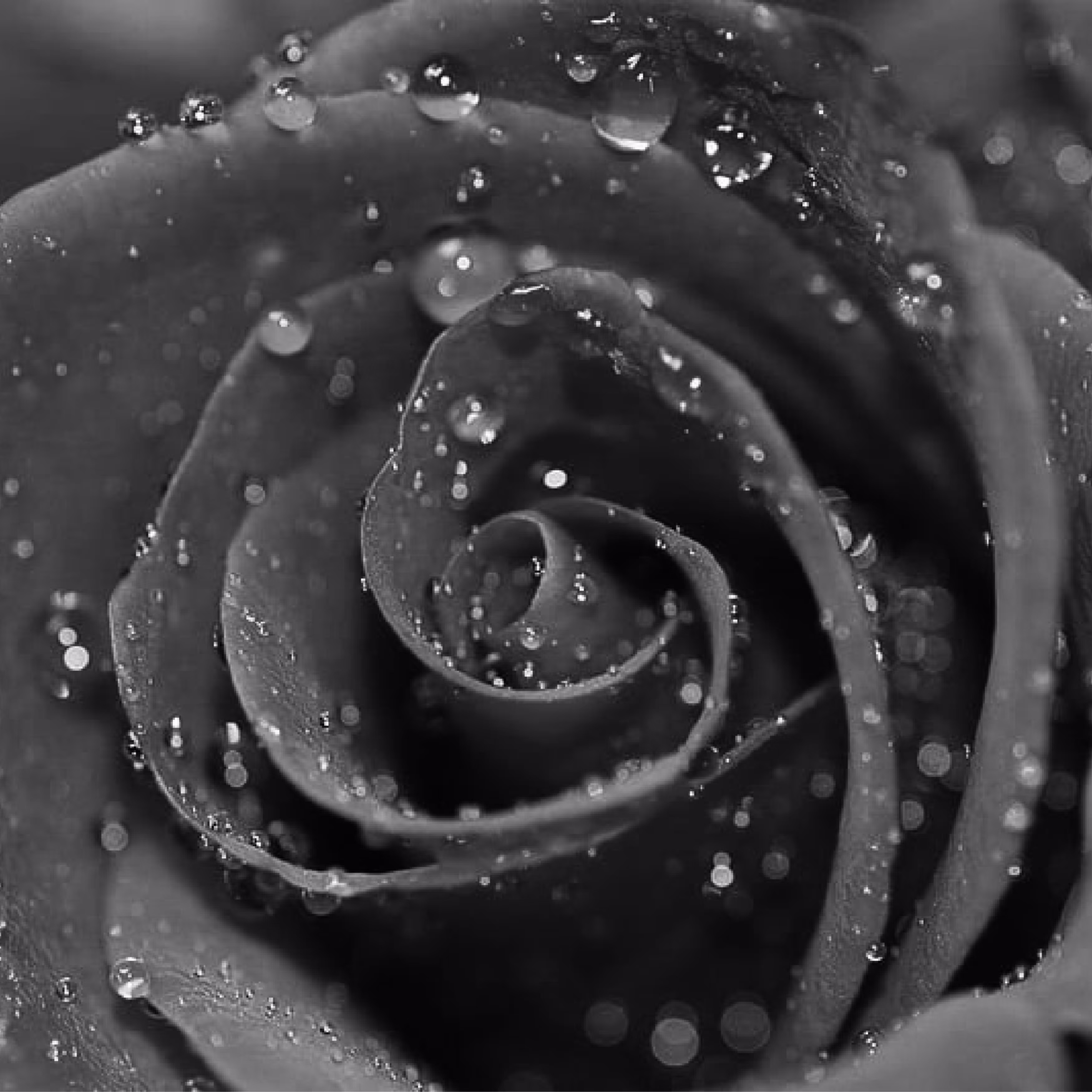 Black Rose 