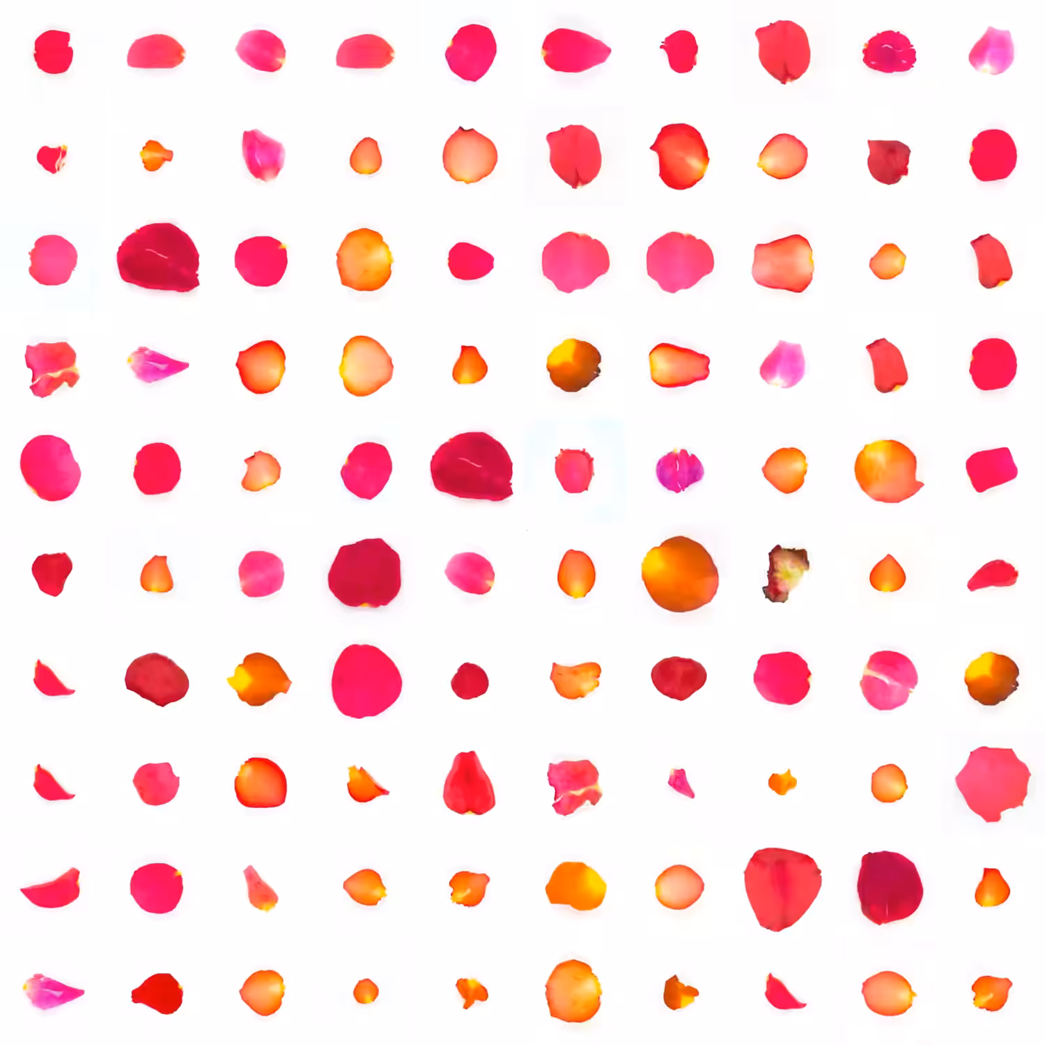 Infinite Petals 10x10#20012