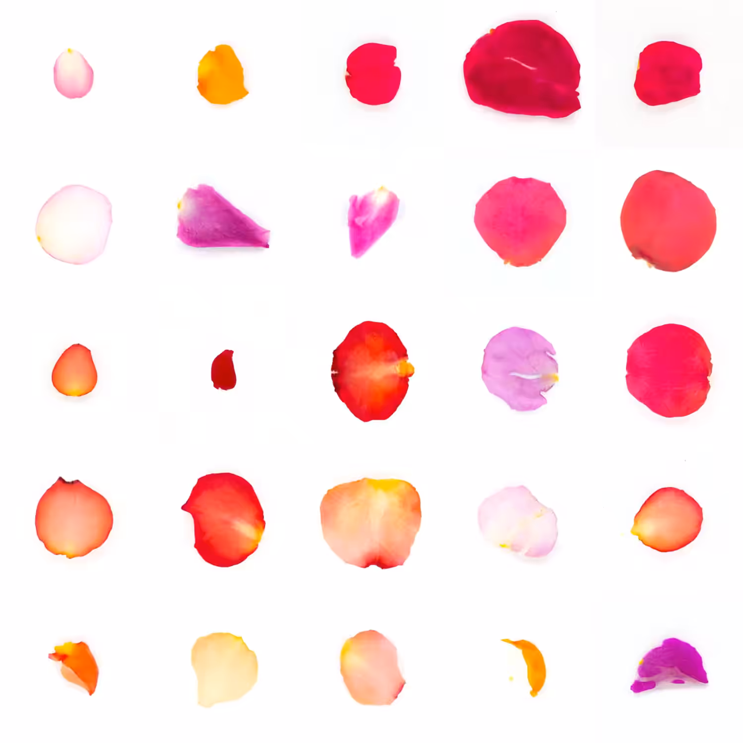 Infinite Petals 5x5#21195