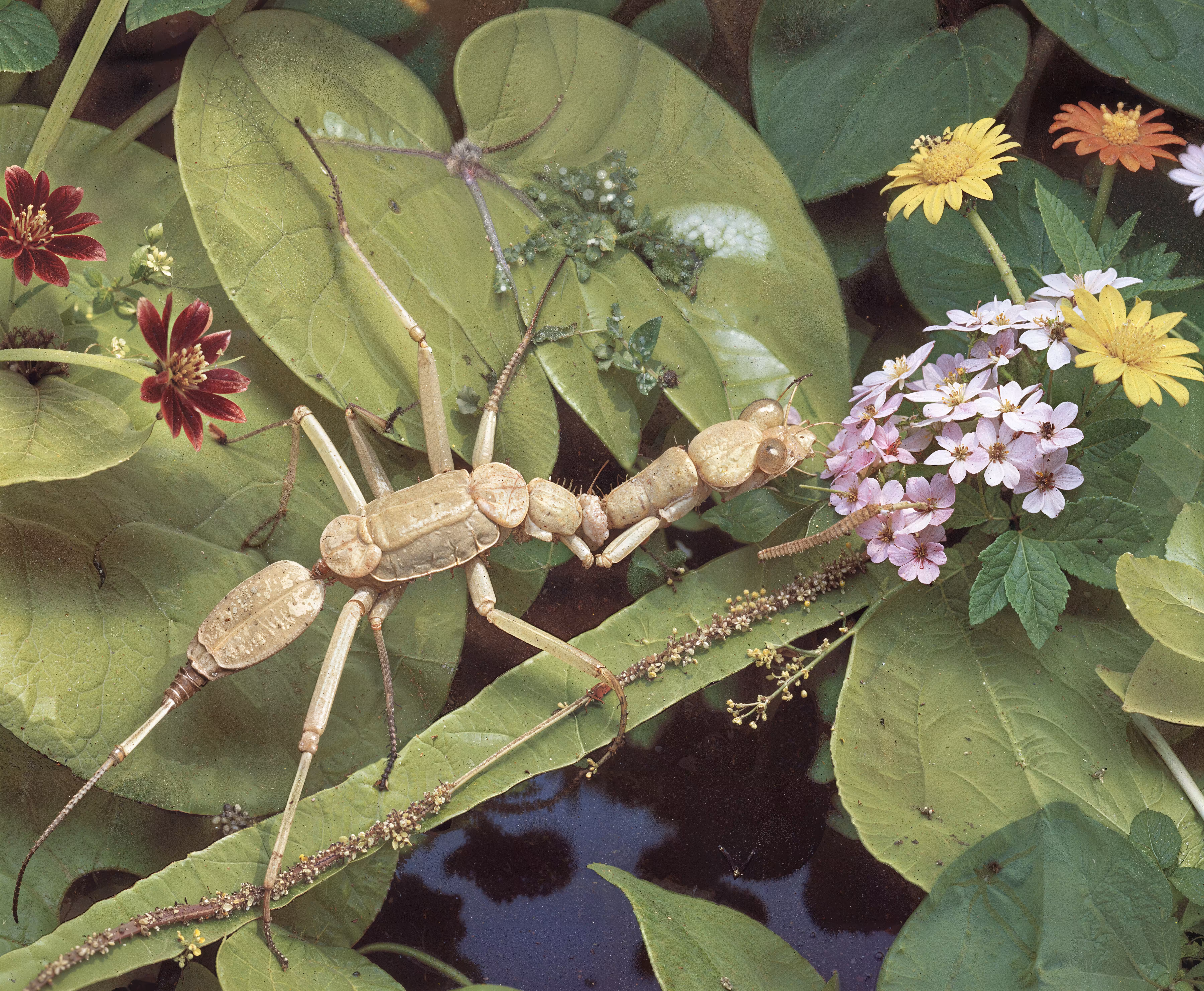 Stick Insect