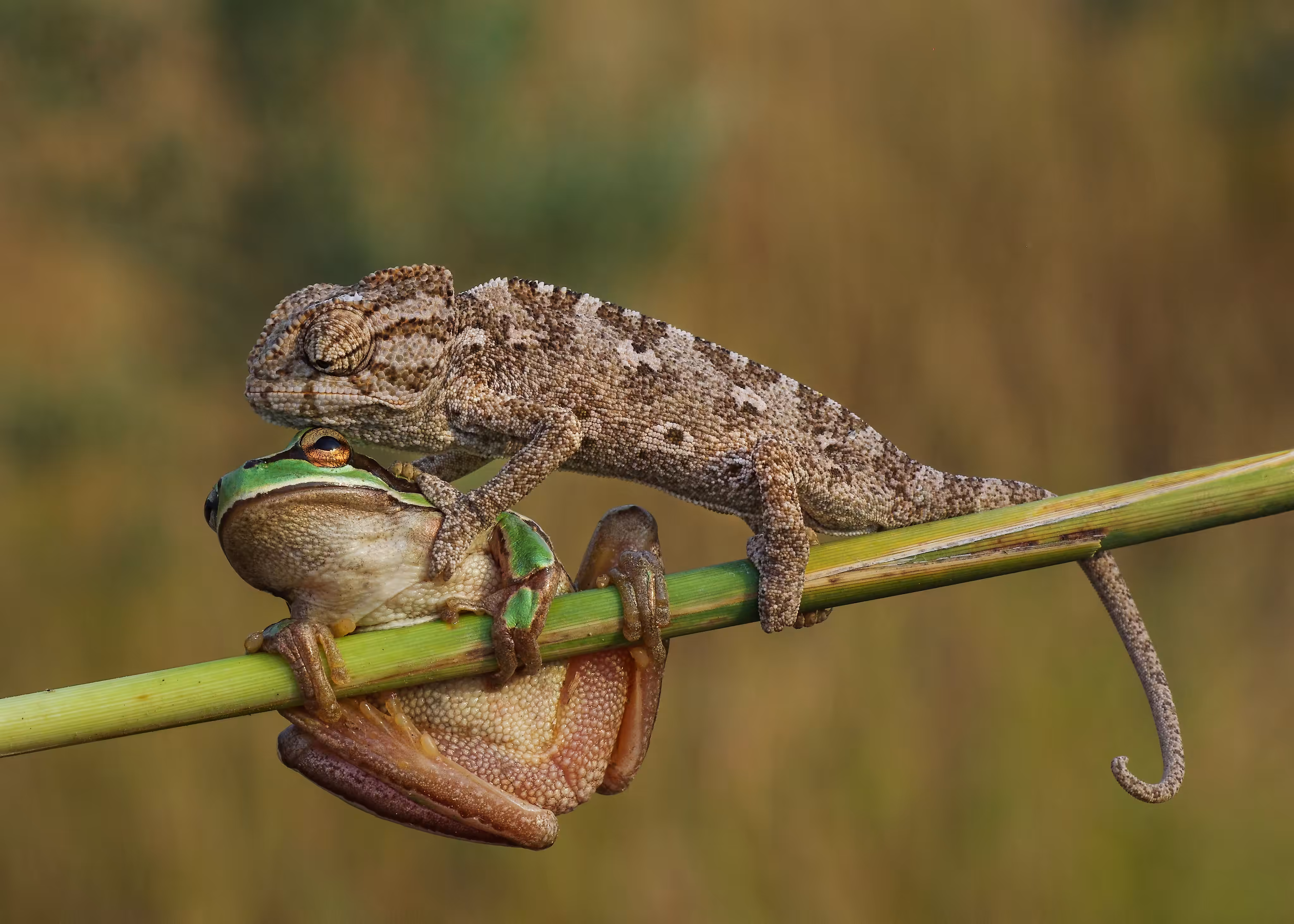 Pepe 5/12 (shut up_2, violence)  (Artist: Savas Sener)