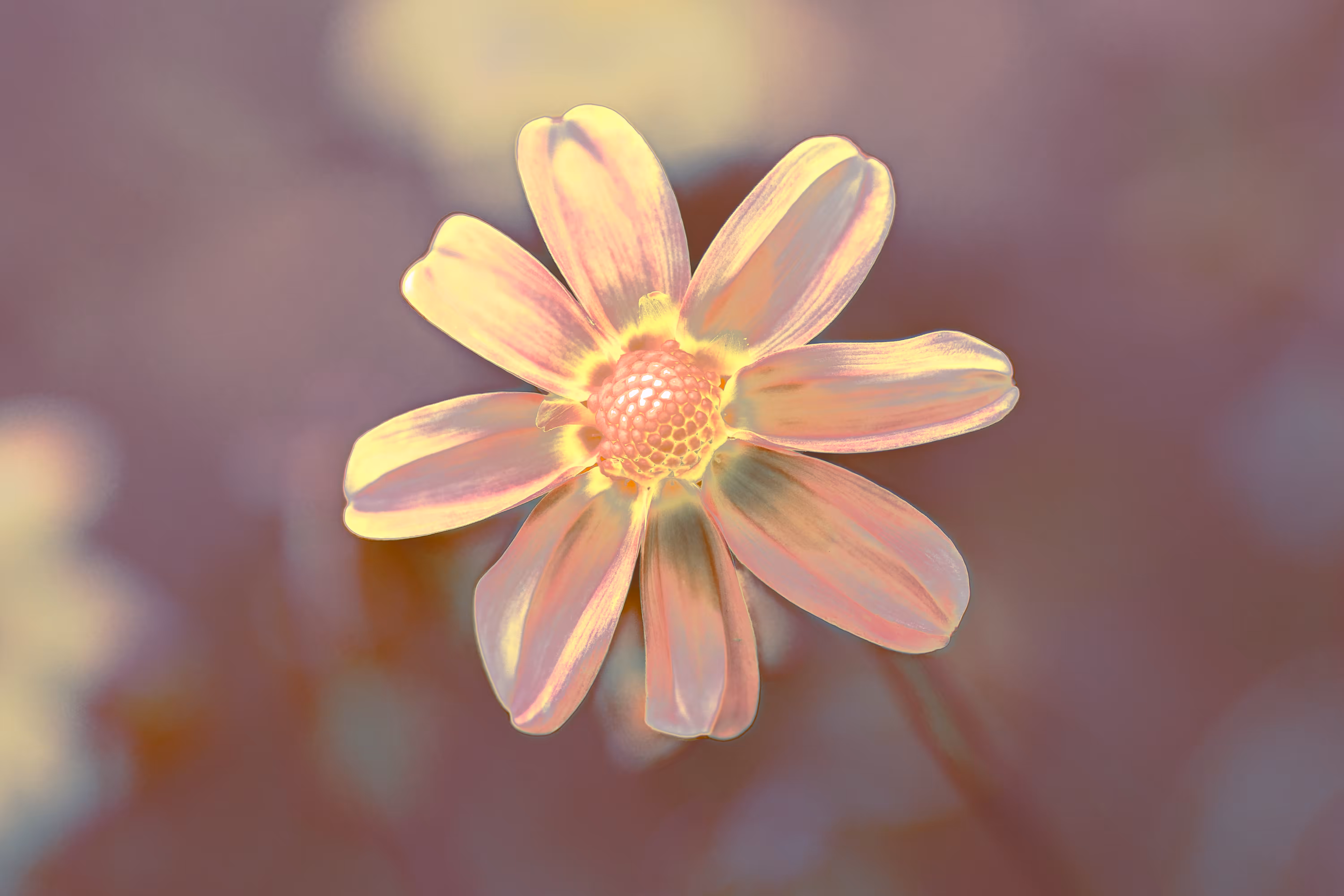 The Garden: PETALINE