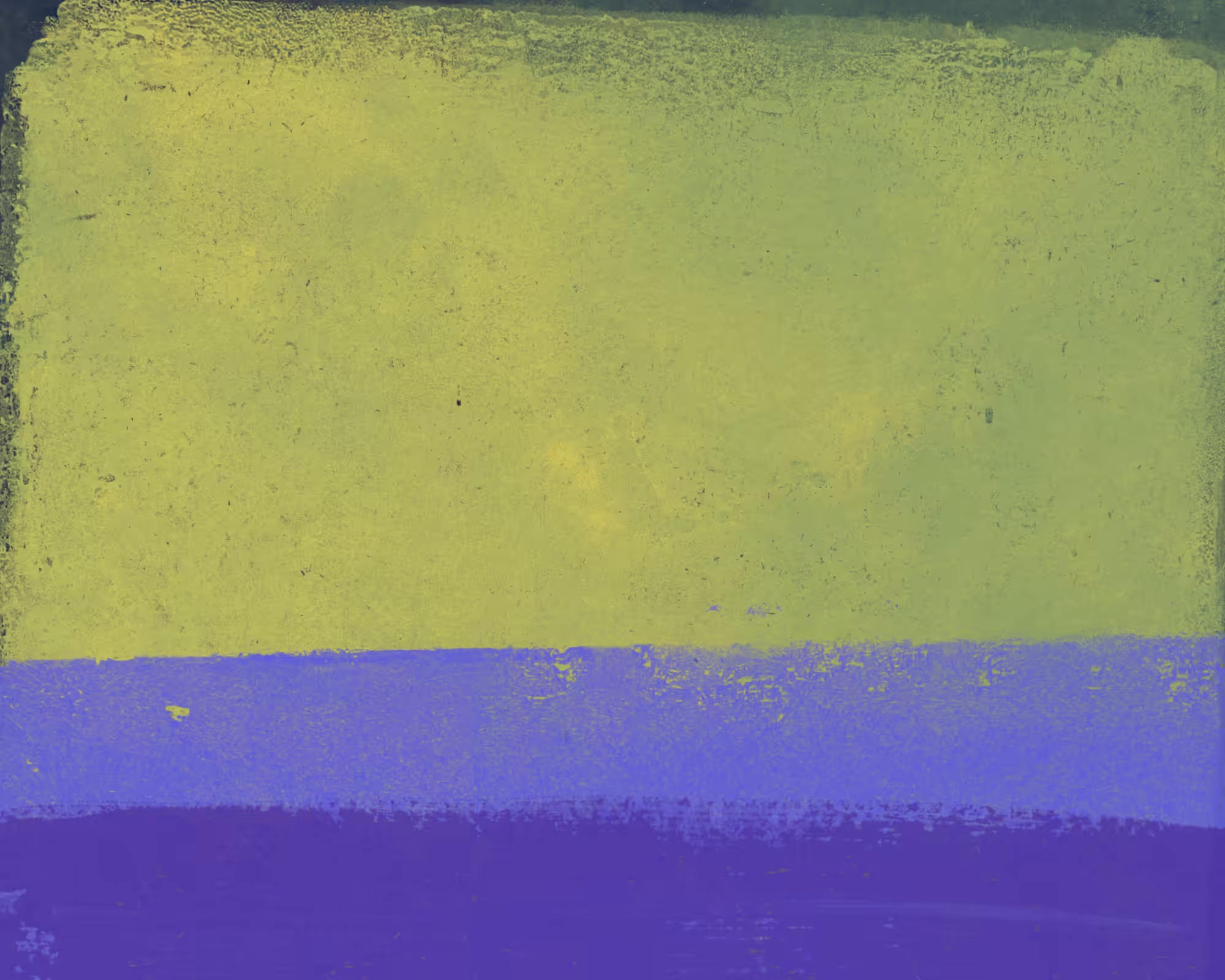 Lavender fields