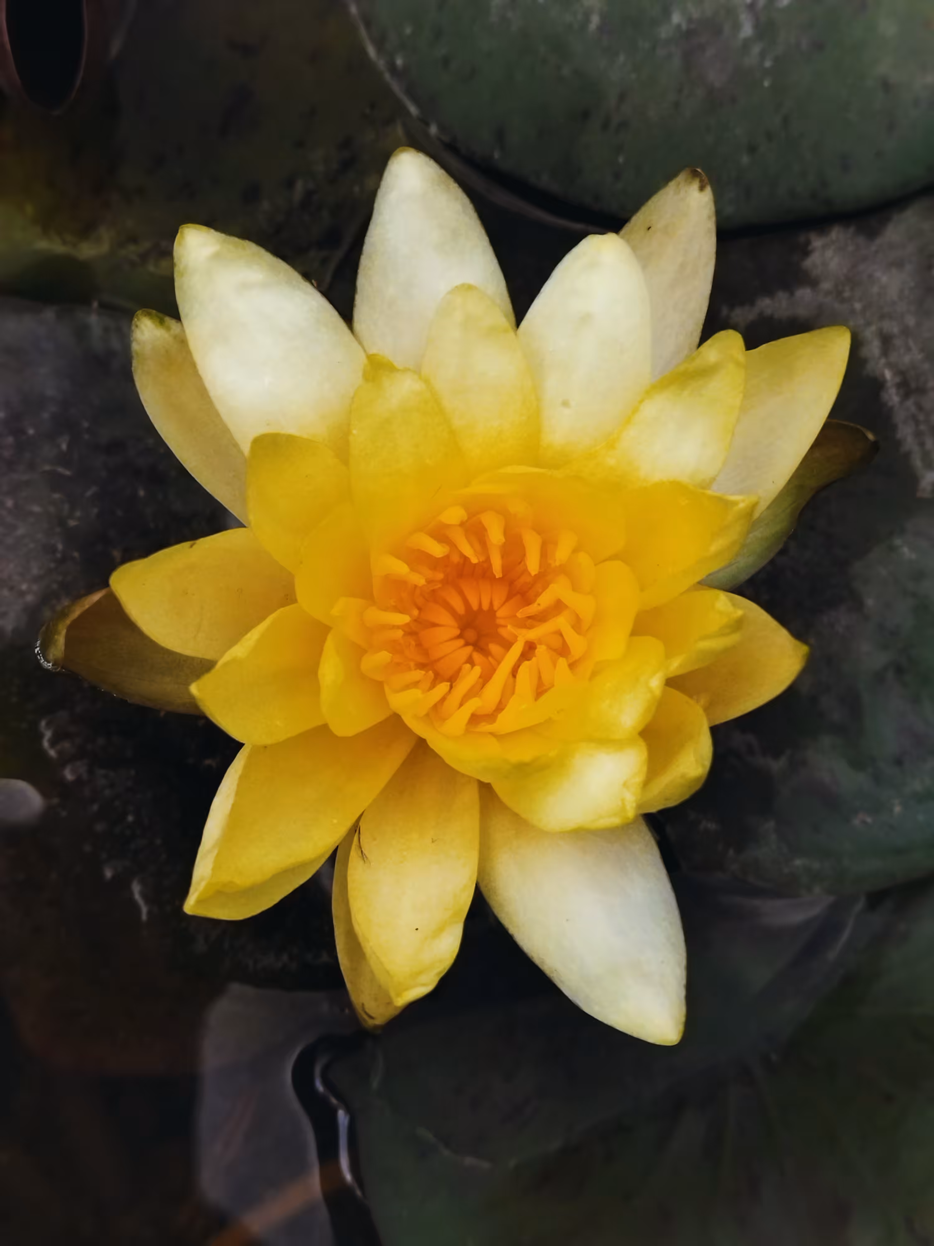 Bright Lotus Flower 