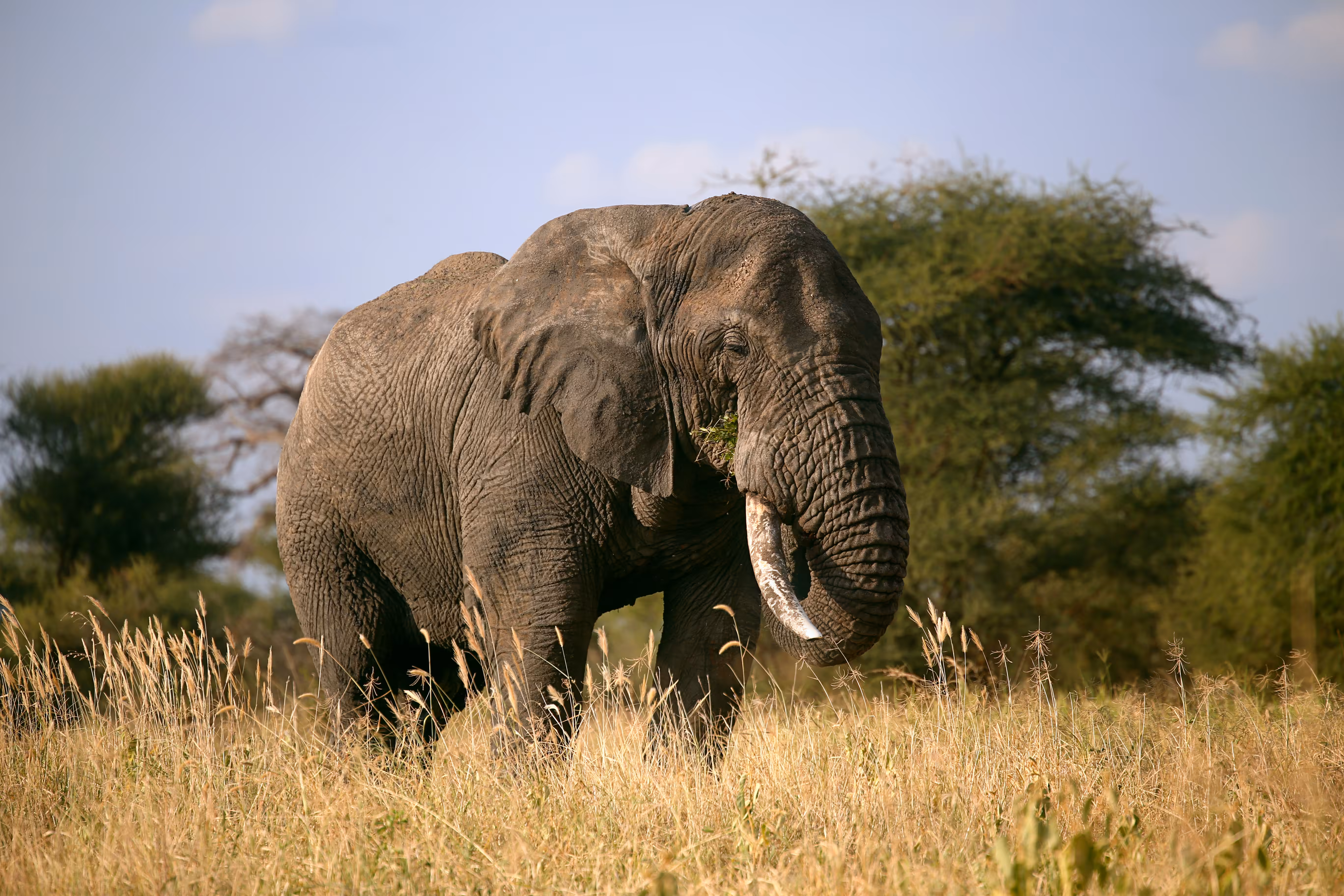 Alone in Tarangire
