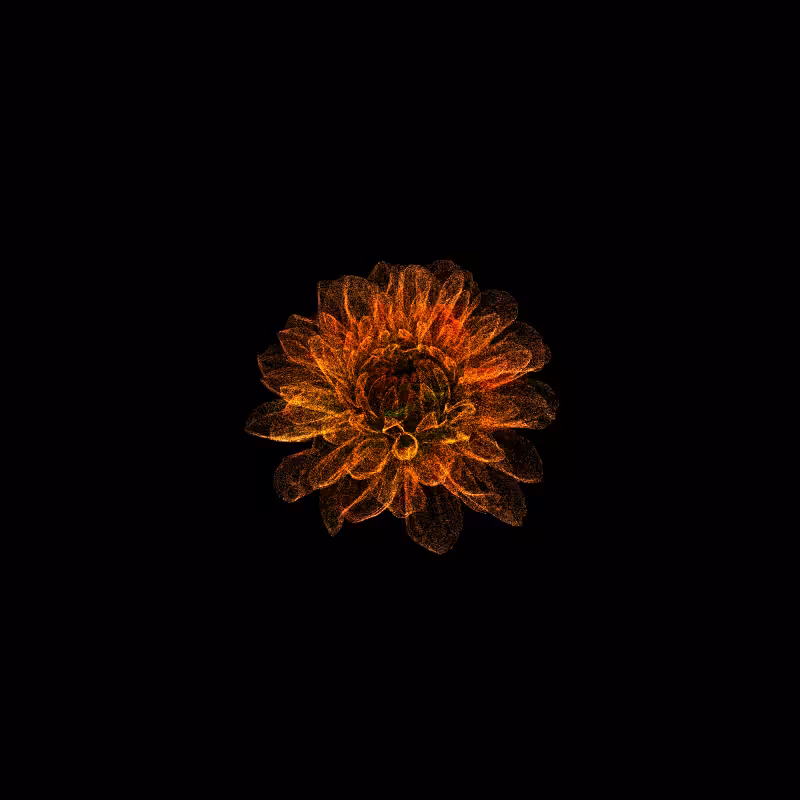 Dahlia Pinnata 30 #258