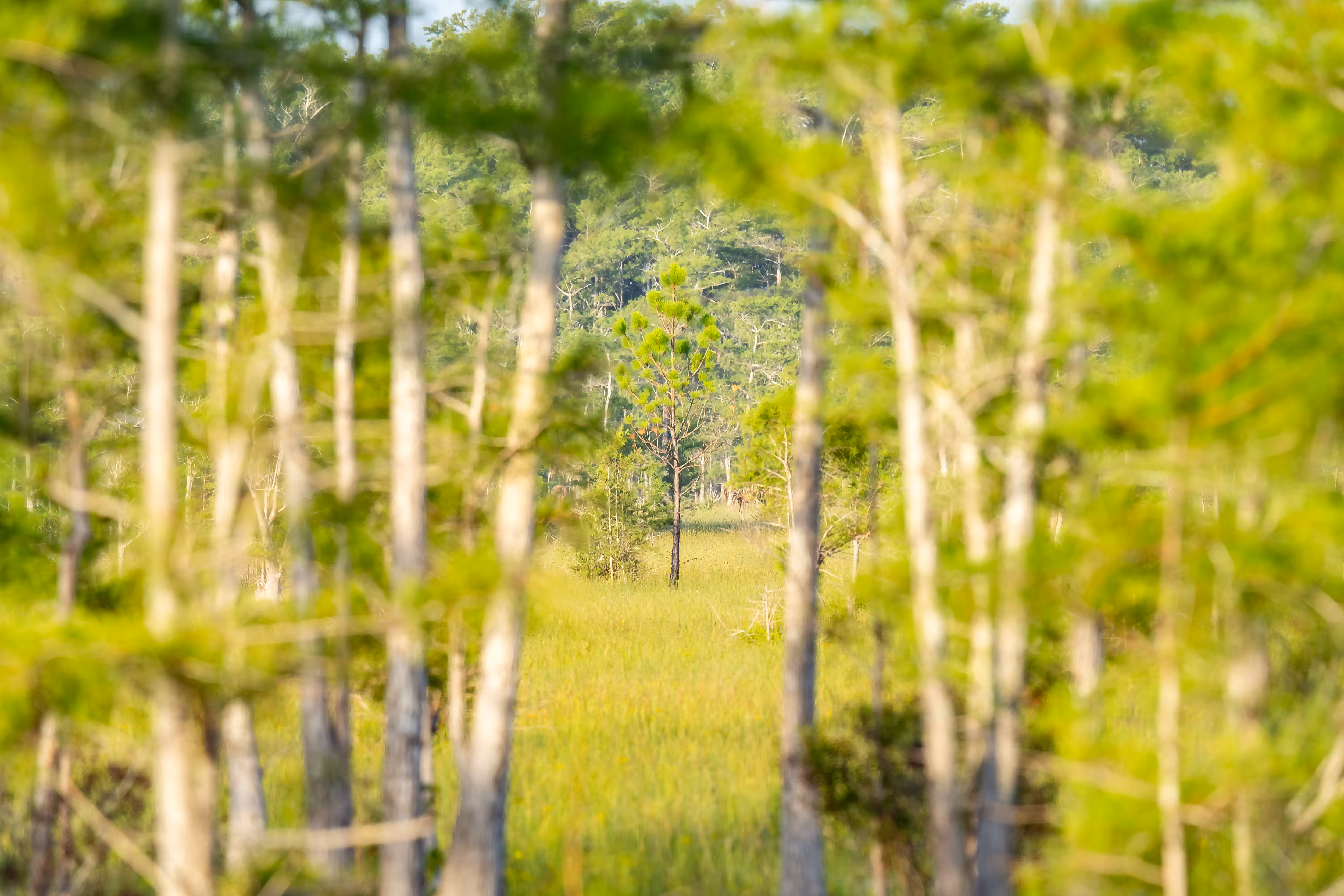 Tree for the Forest 