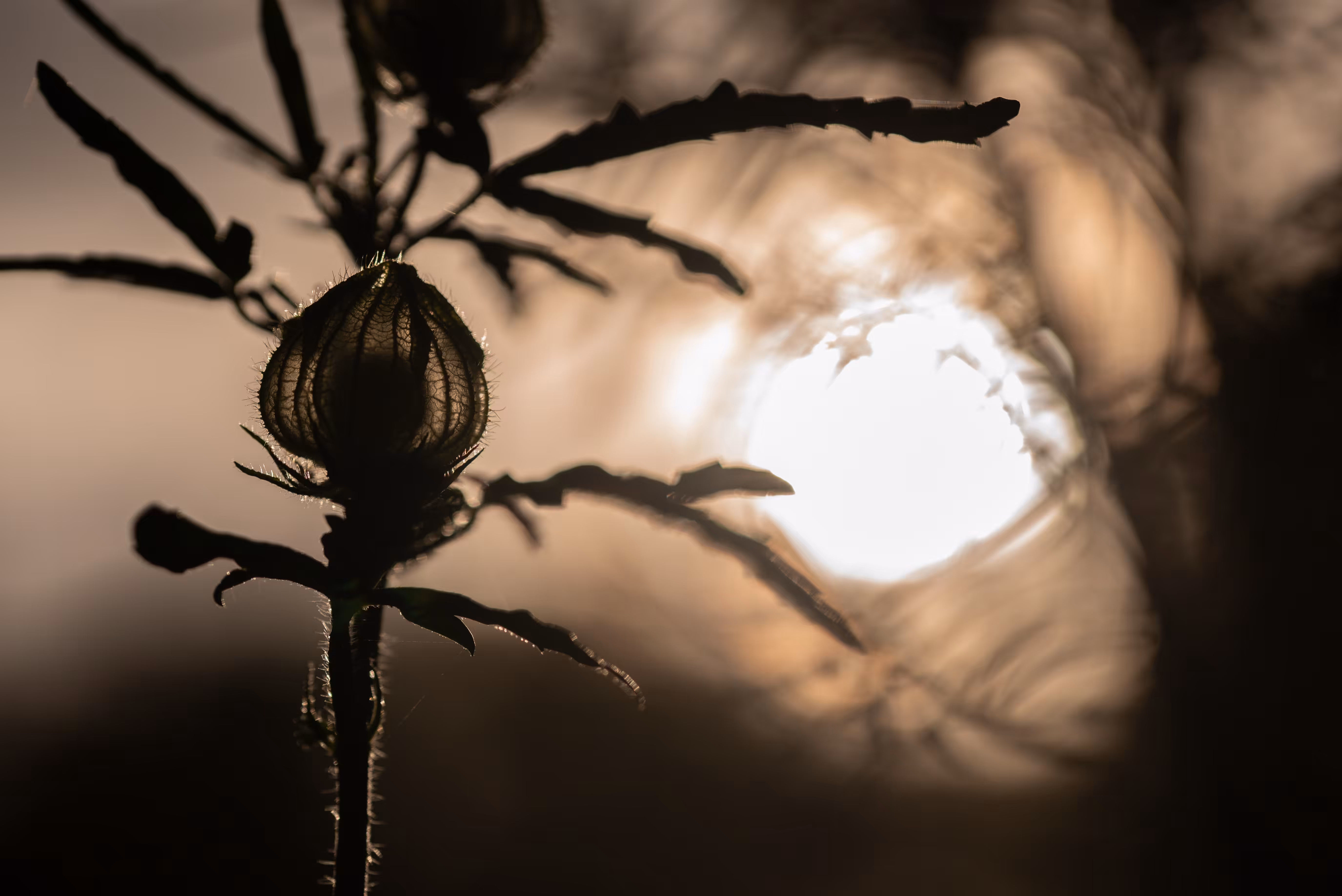 Sun Totem