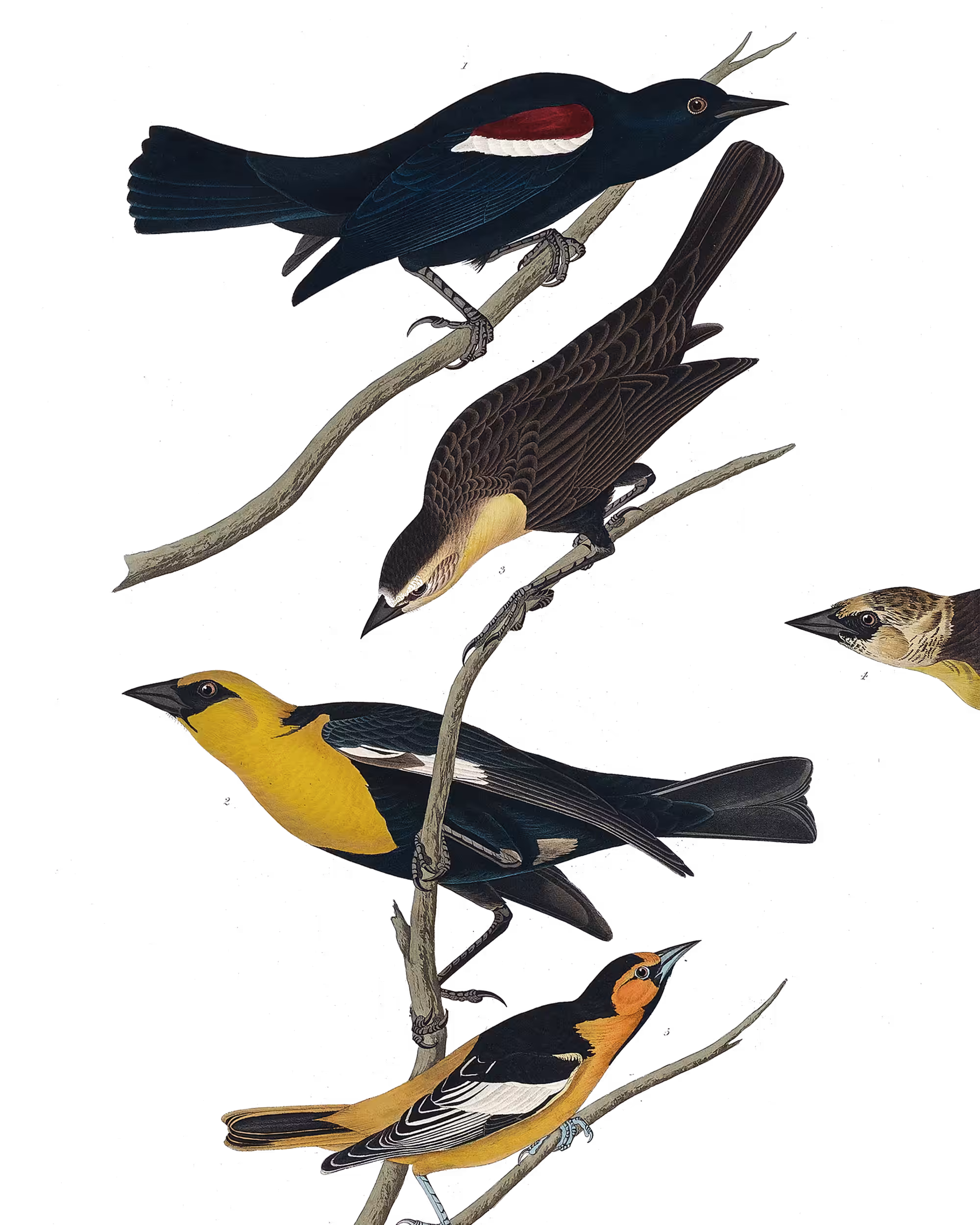 SLIMESHOP - Some Birds - #1775