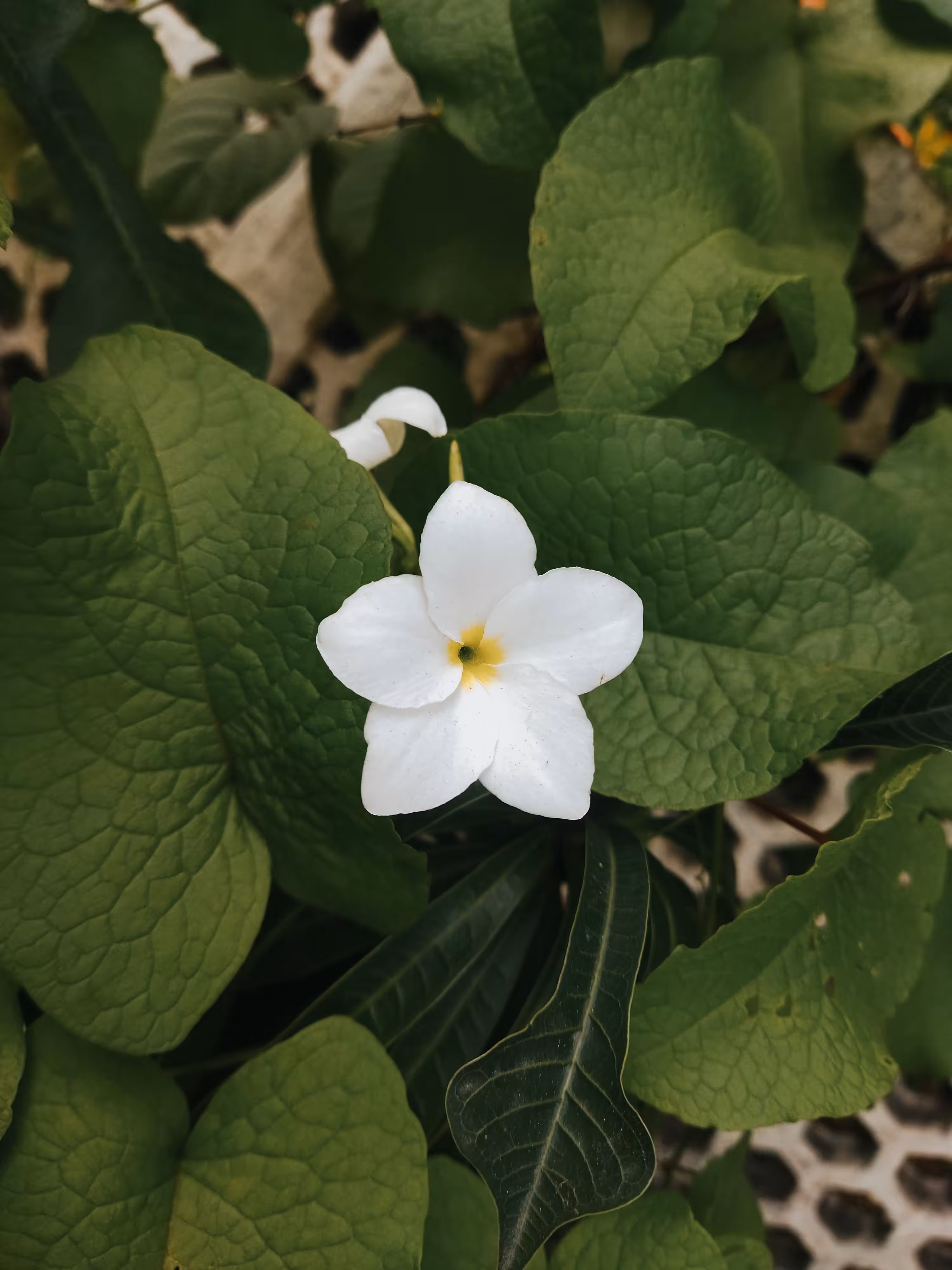 Panama Plumeria 