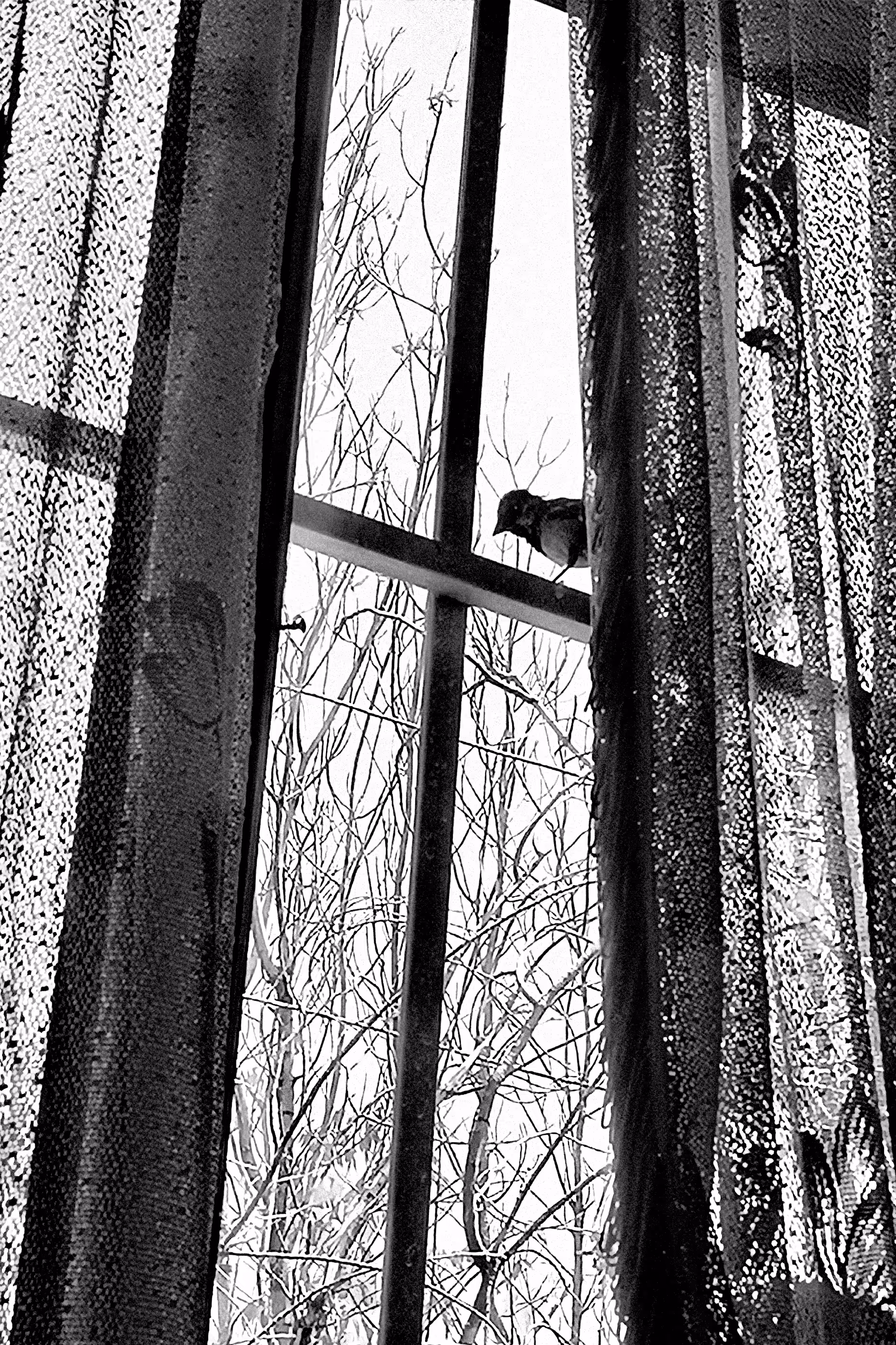Window