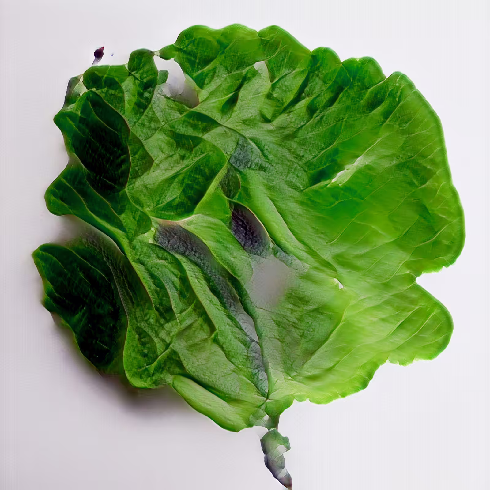 Today at the HEN farmers market: Head of Iceberg Latenttuce