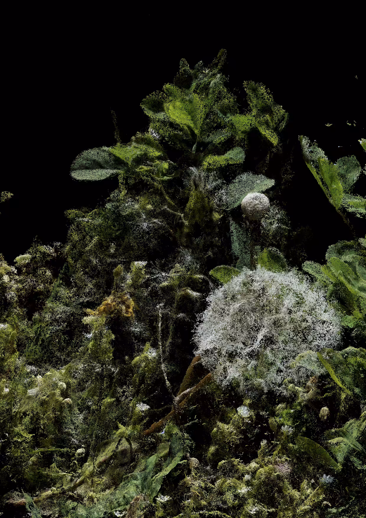 Overgrowth 0340