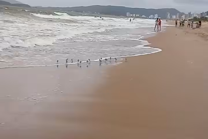 Birds by the beach
