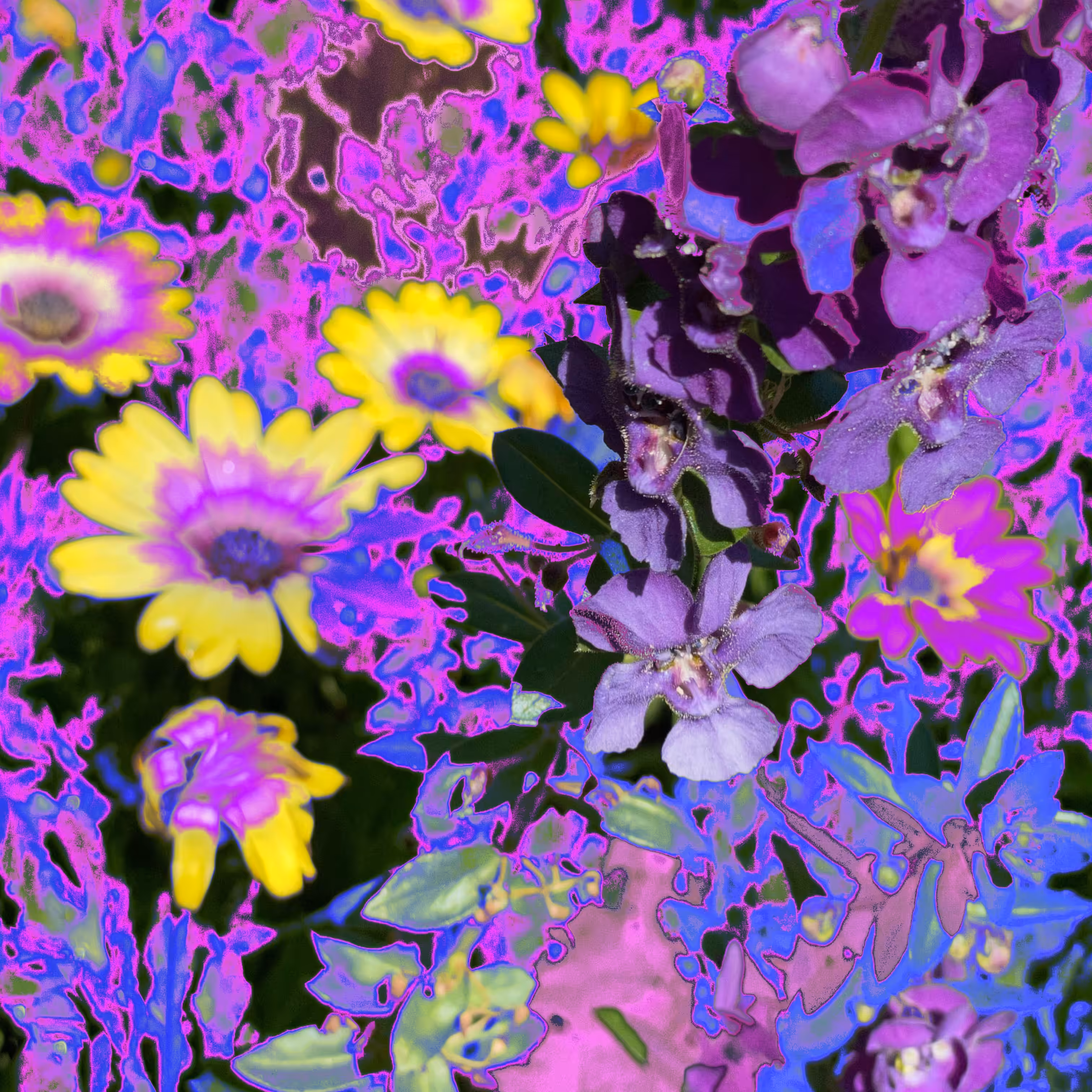 Petals and Leaves 