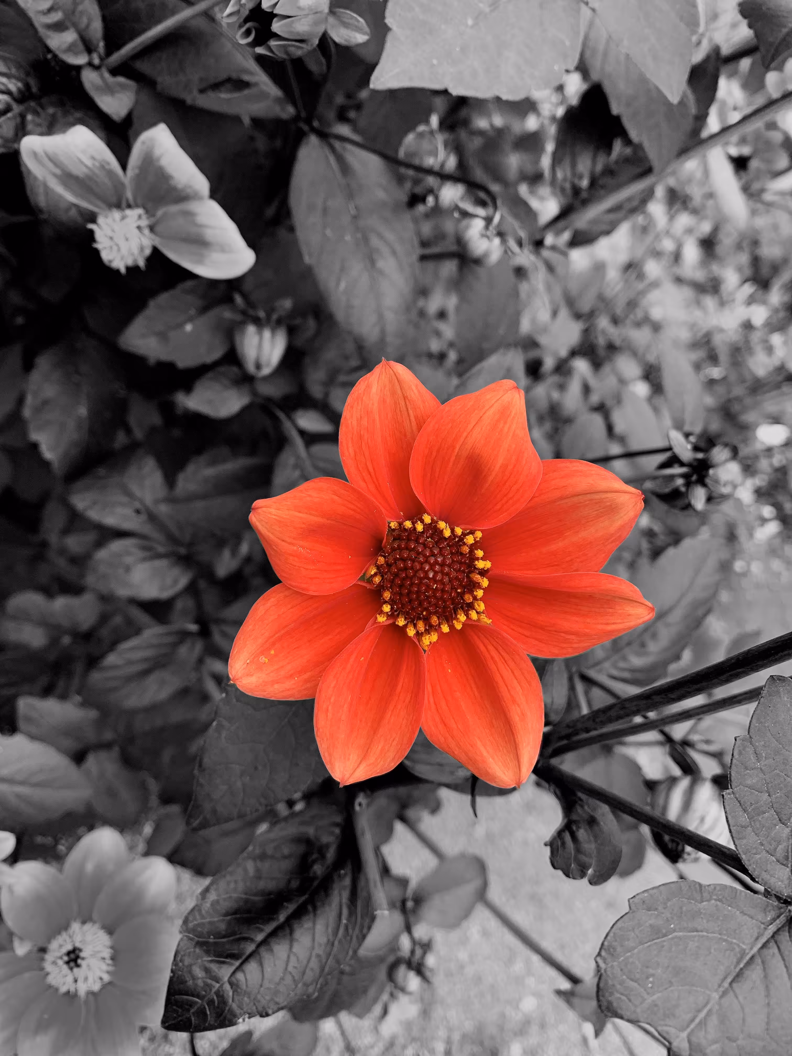 Red Flower
