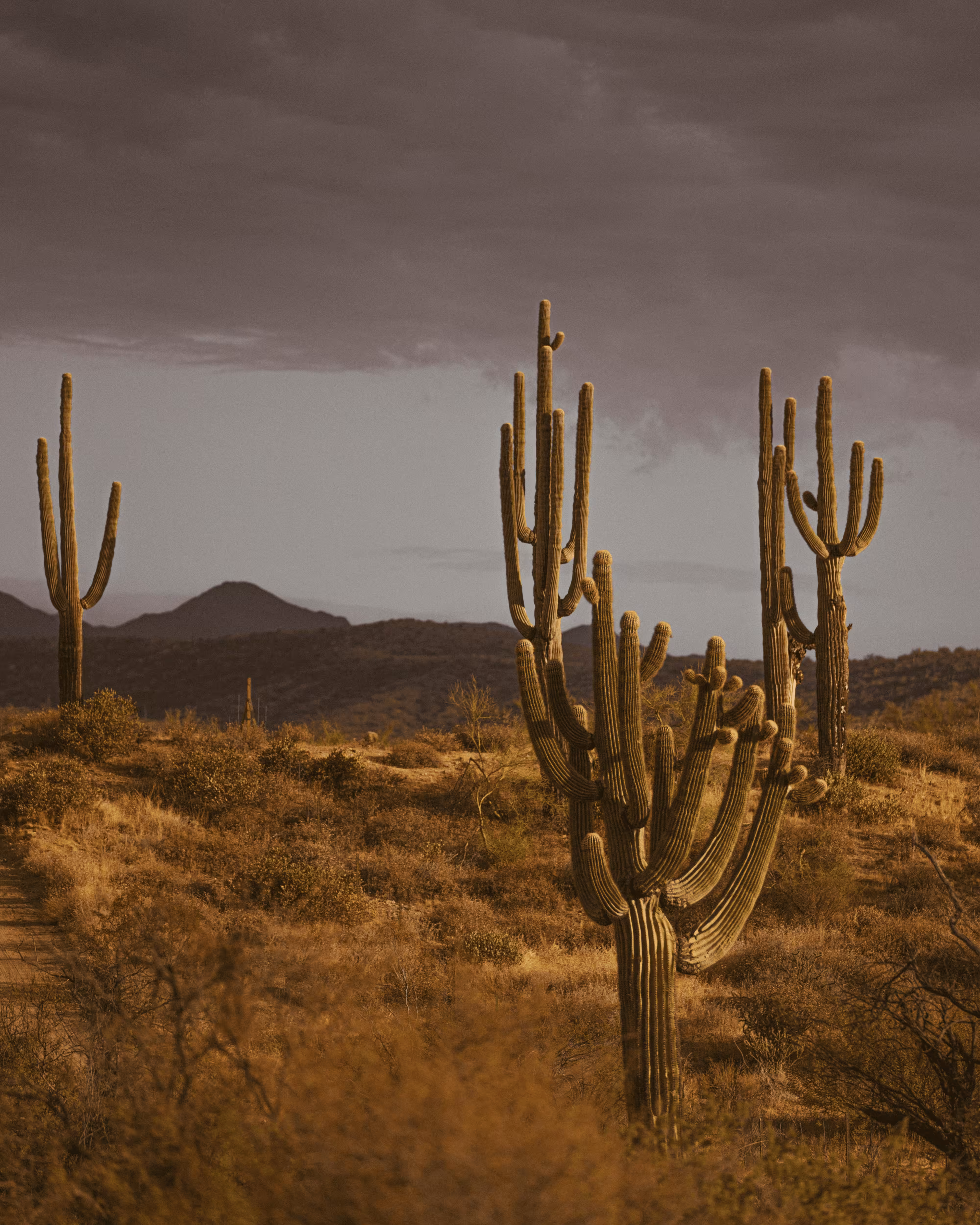 The Desert