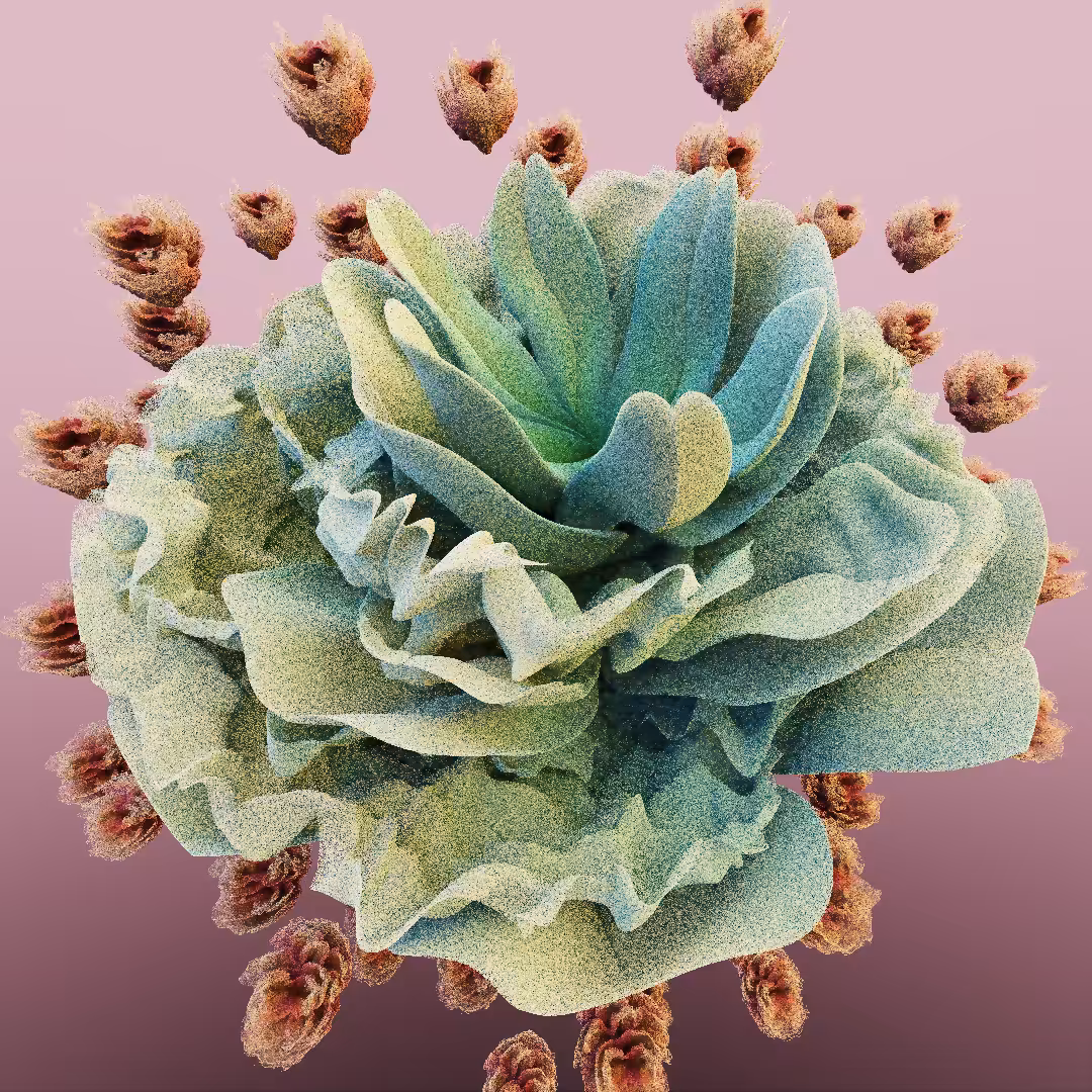 rosarium #186