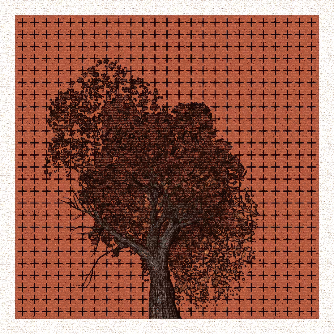 _argania[primaria] #155