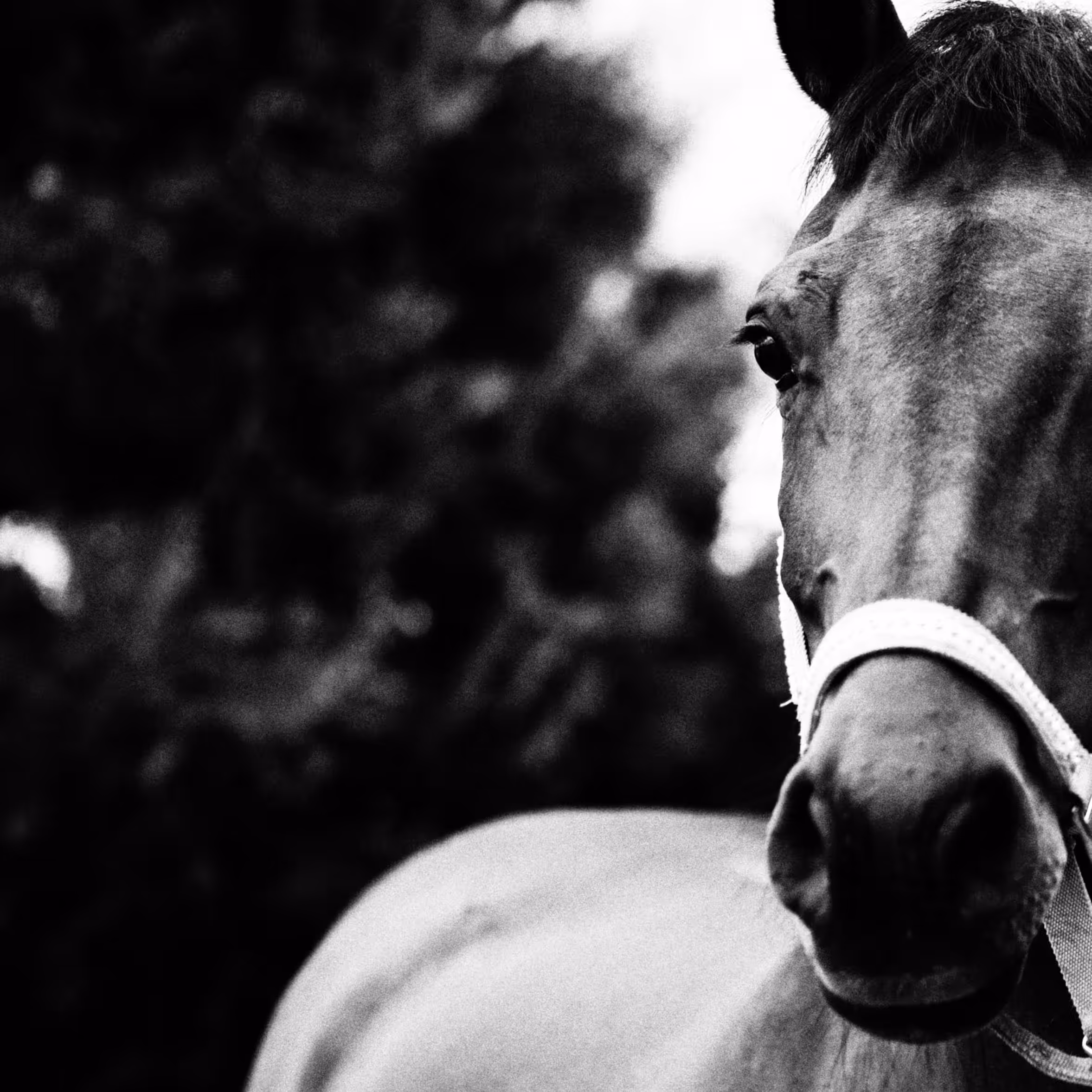 A Horse