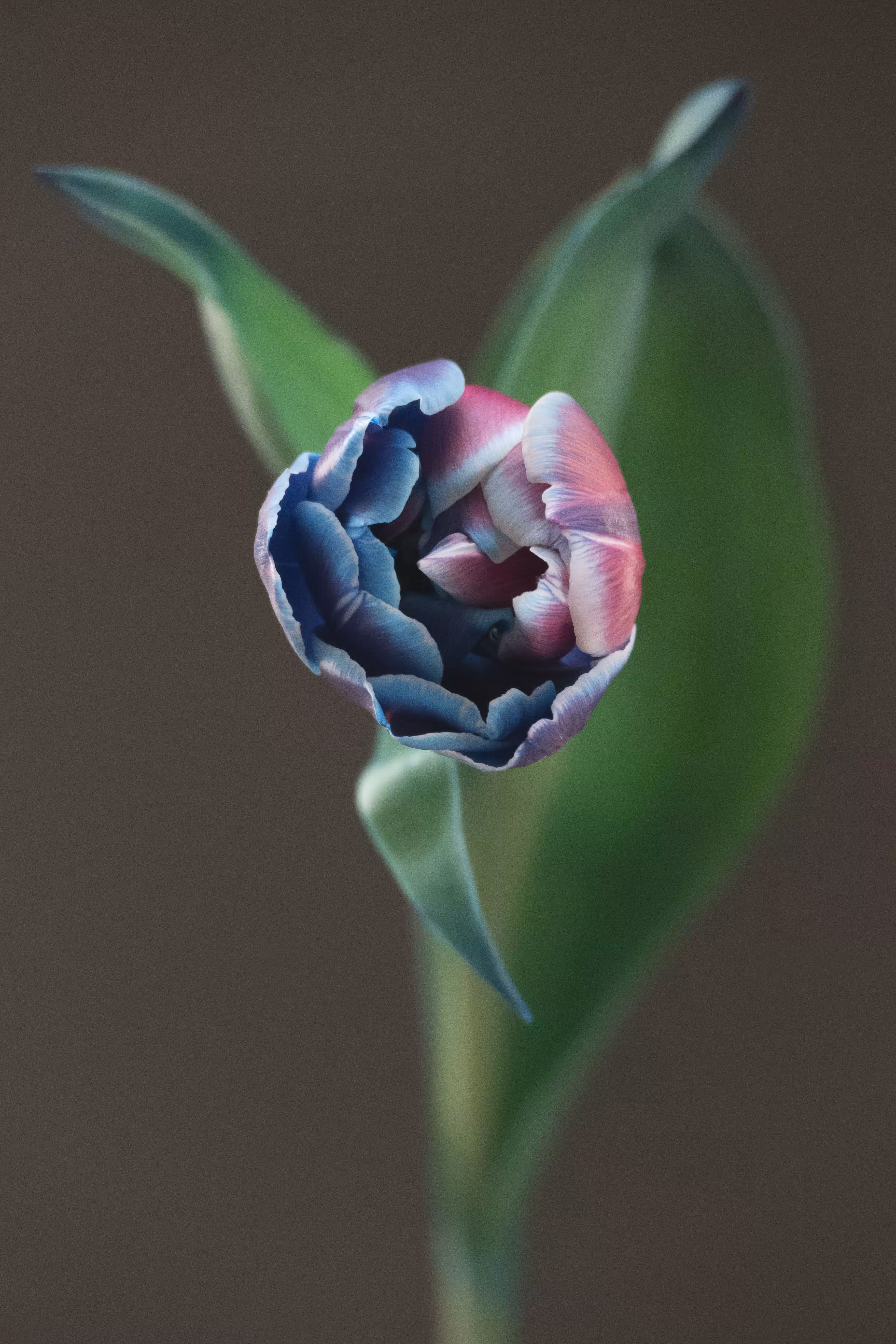 Ikebana