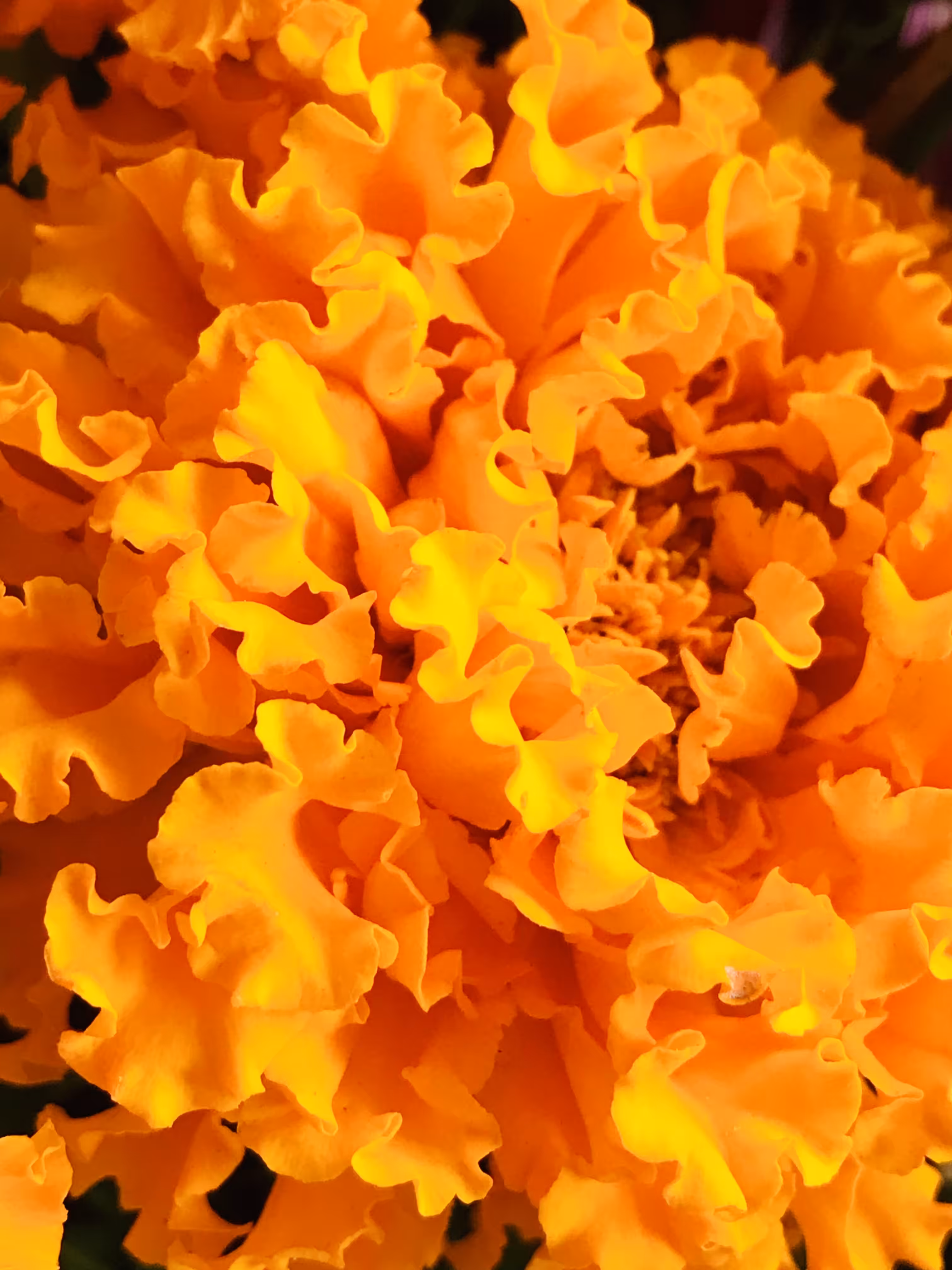 Carnival Color