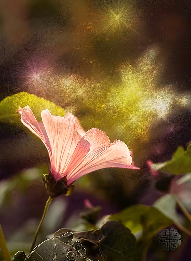 Shining Lavatera