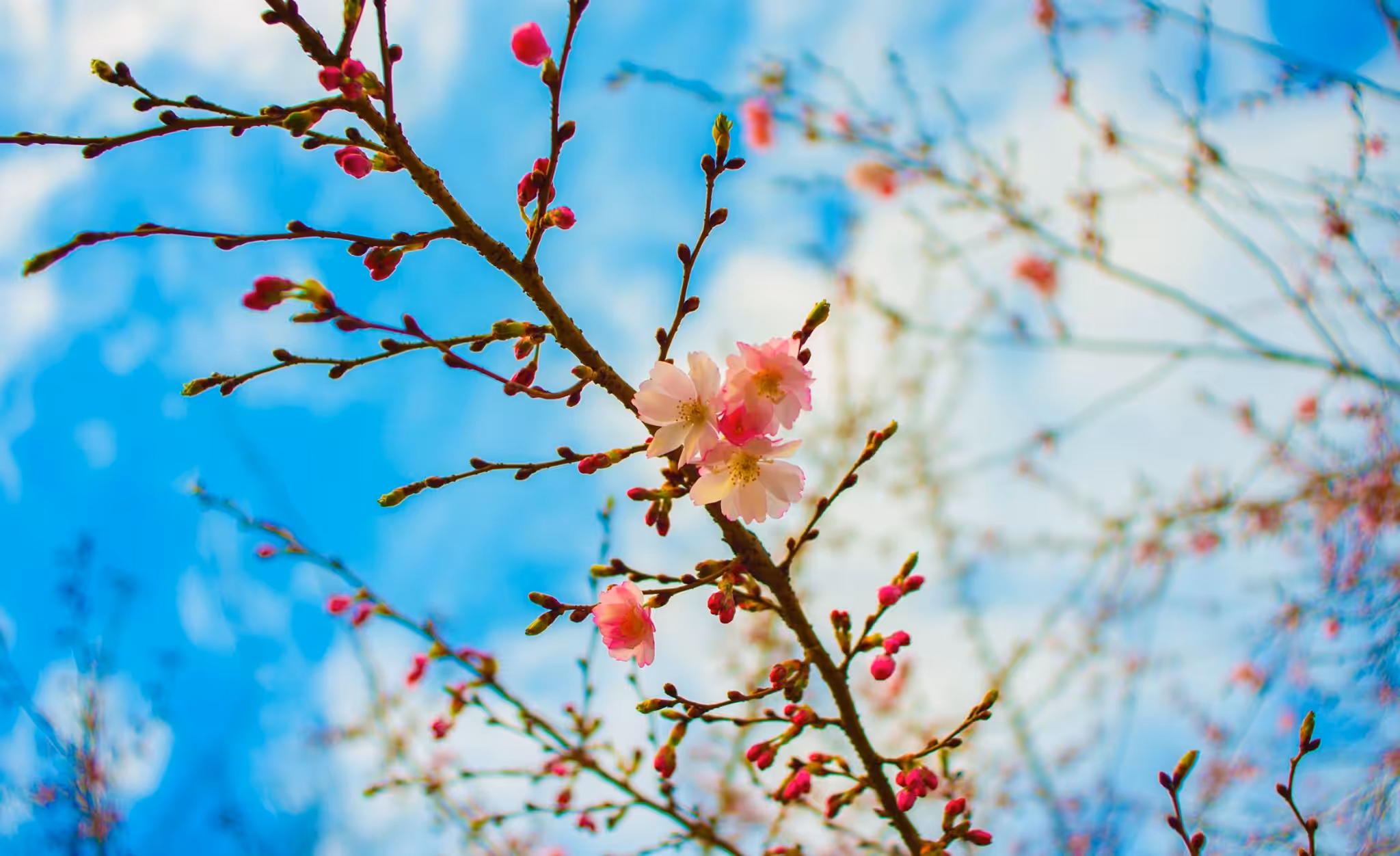 Cherry Blossom 2