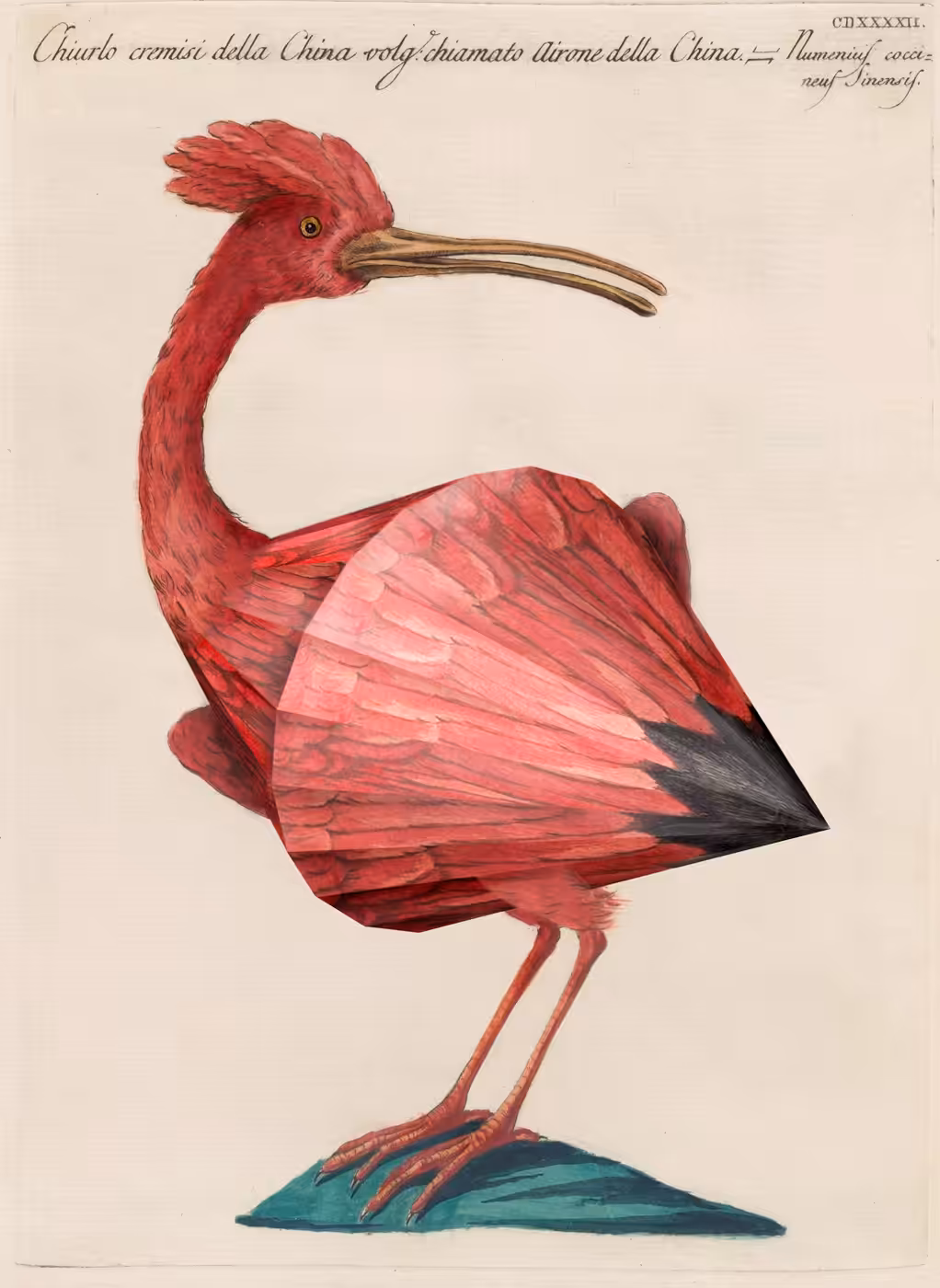 animalis polyedae III