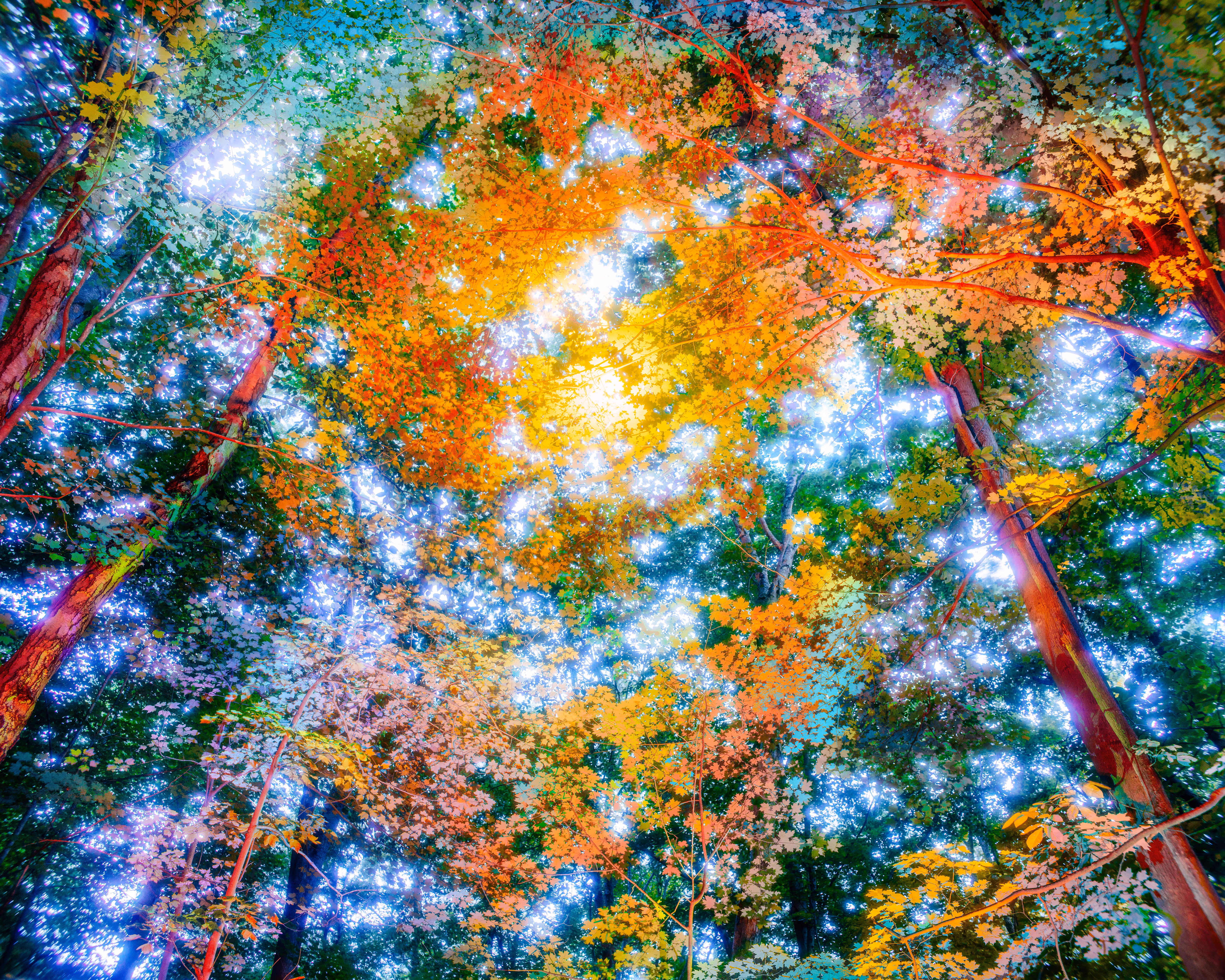 Canopy #13