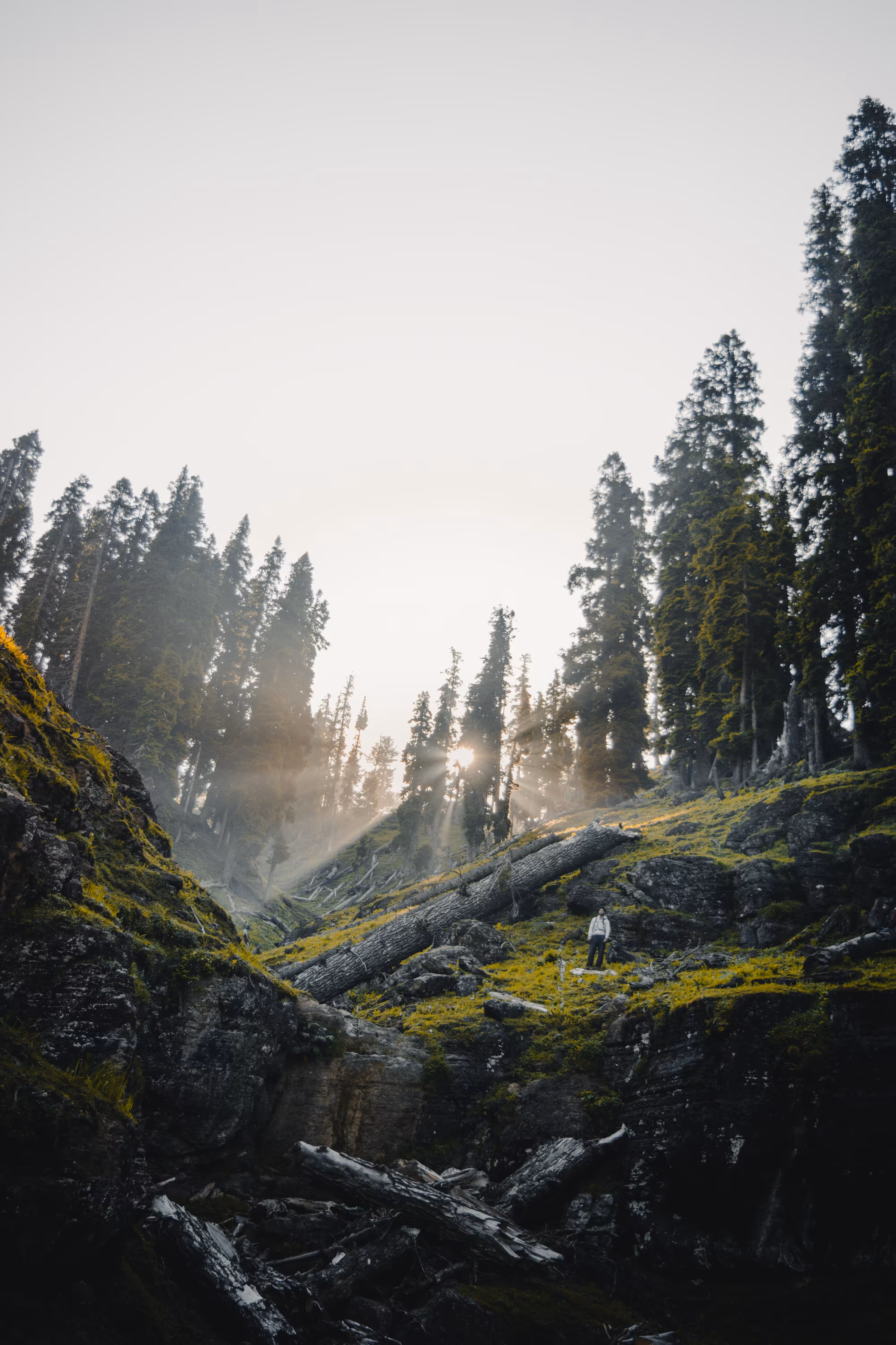 Dawn of the Light 