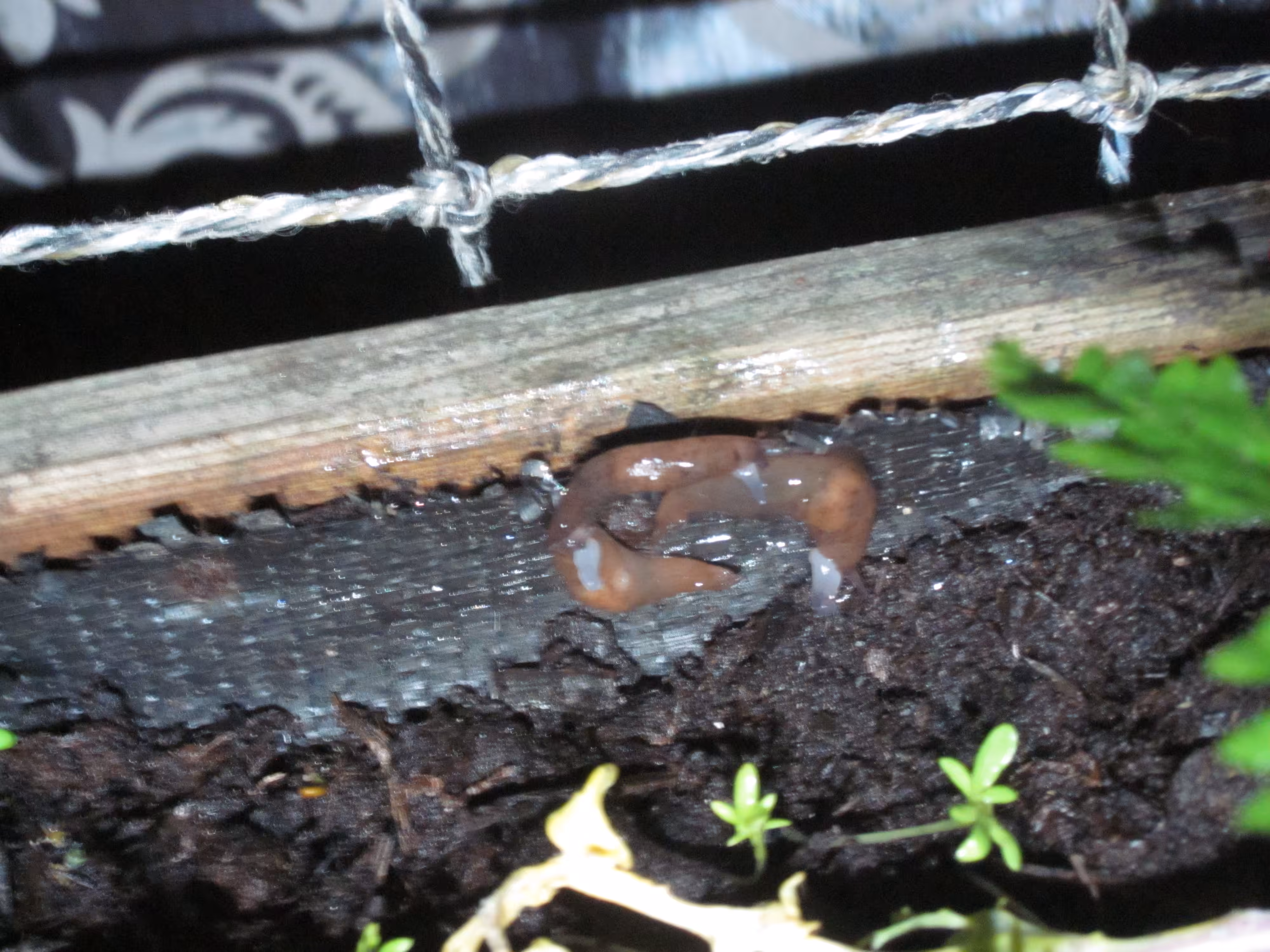 .21 SLUG LOVE FEST. Lucky Lucy van Delft